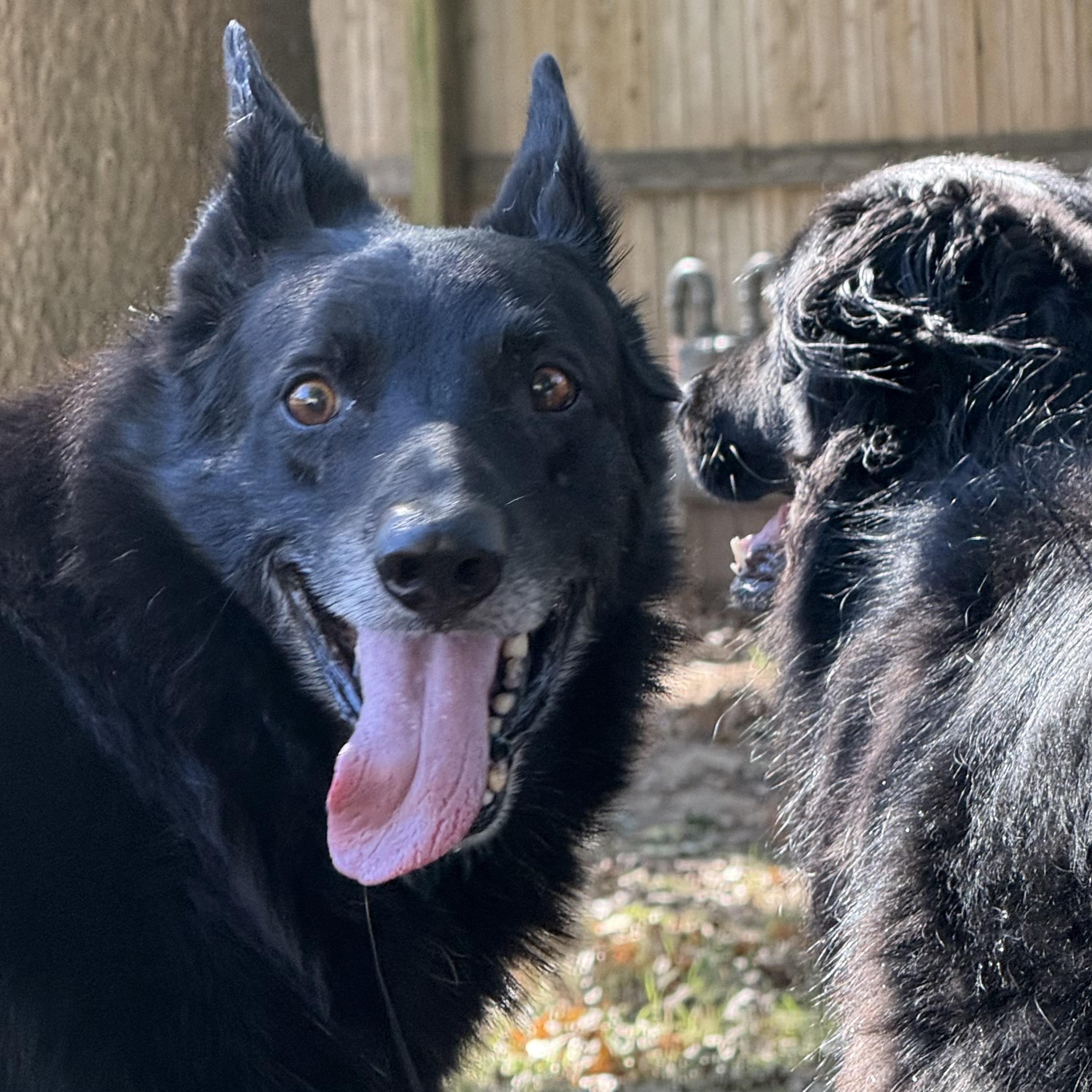 Kal, Adoptable, Adult Male German Shepherd Dog.