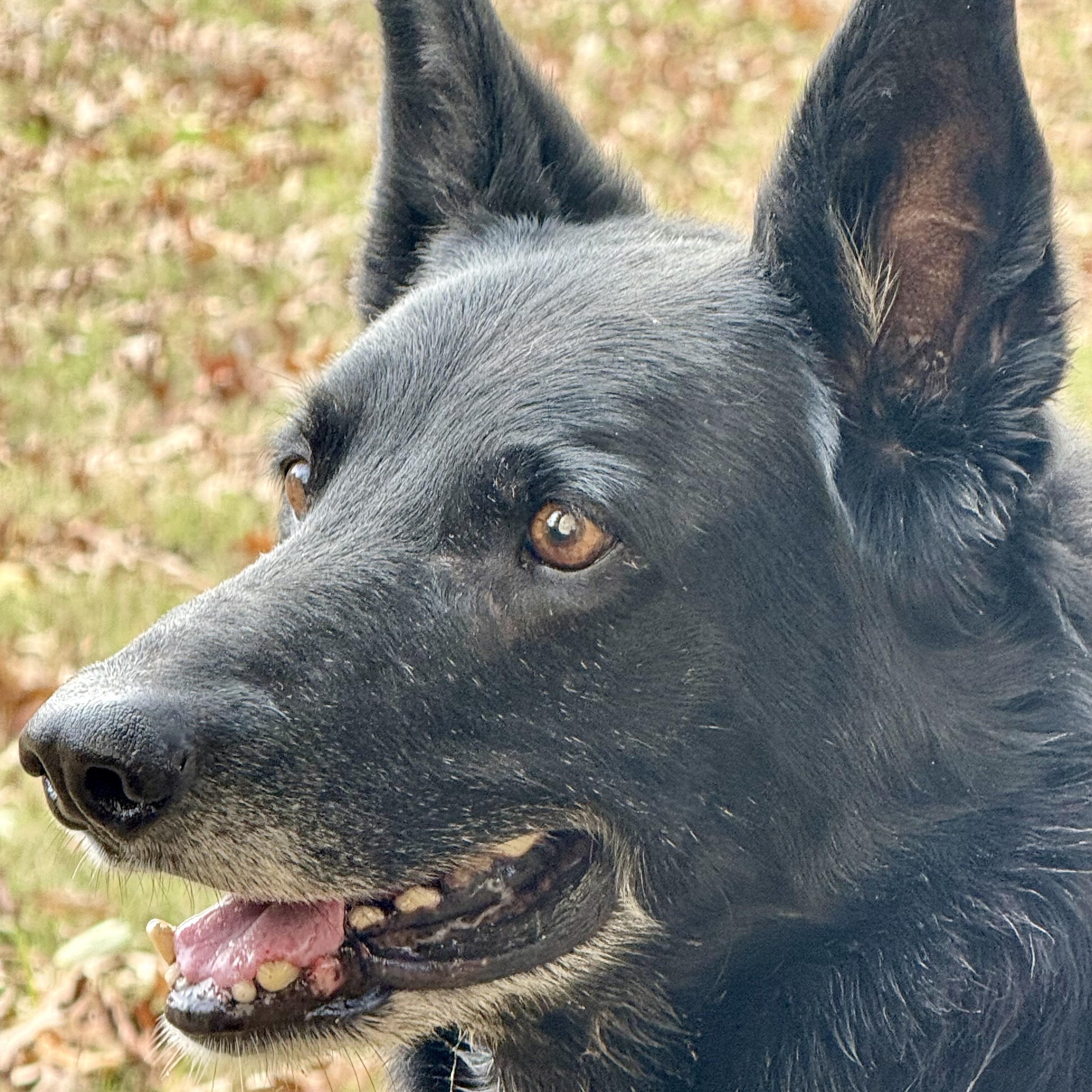 Enlarge Kal, a Adoptable mixed breed in Broken Arrow, OK image 5/6