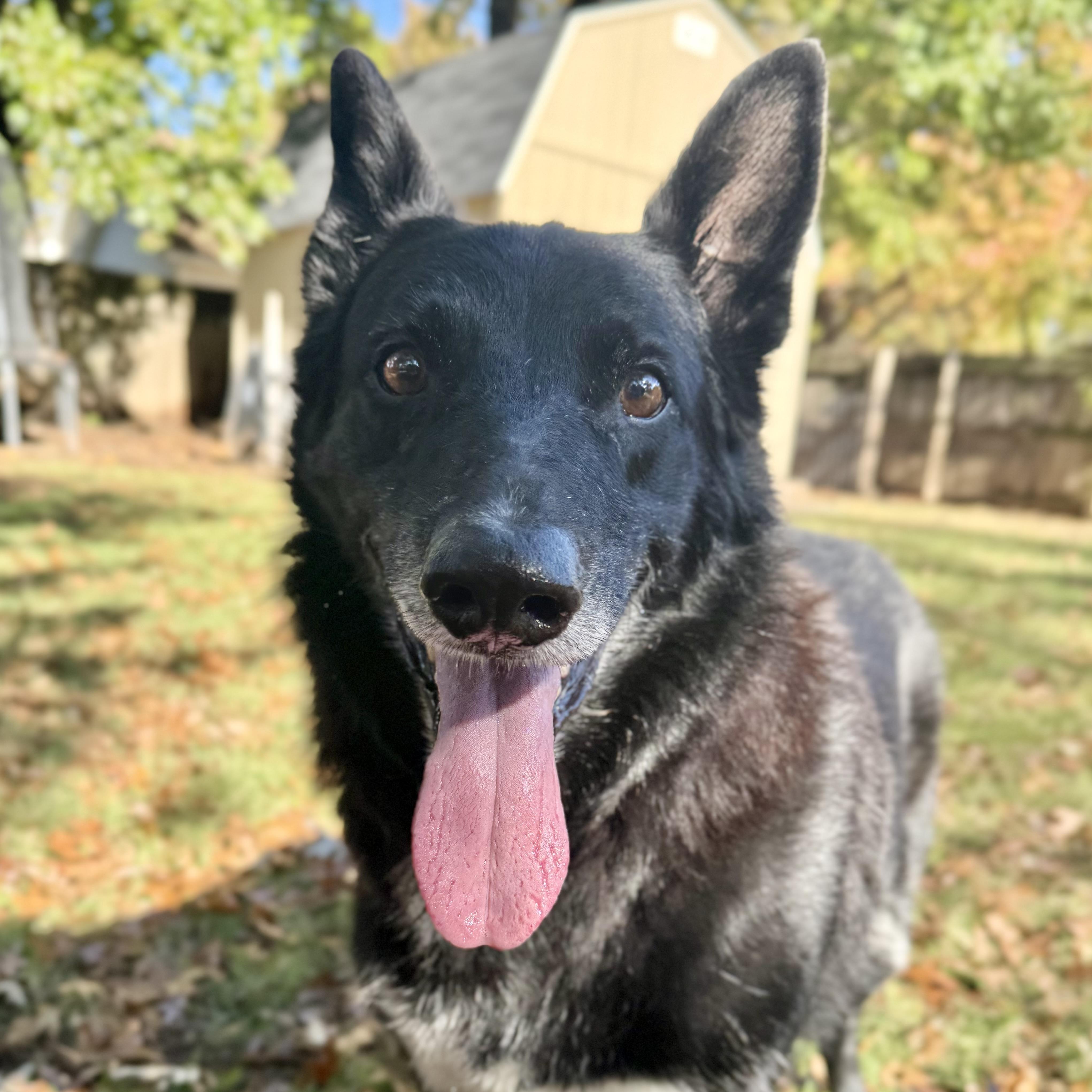Enlarge Kal, a Adoptable mixed breed in Broken Arrow, OK image 6/6