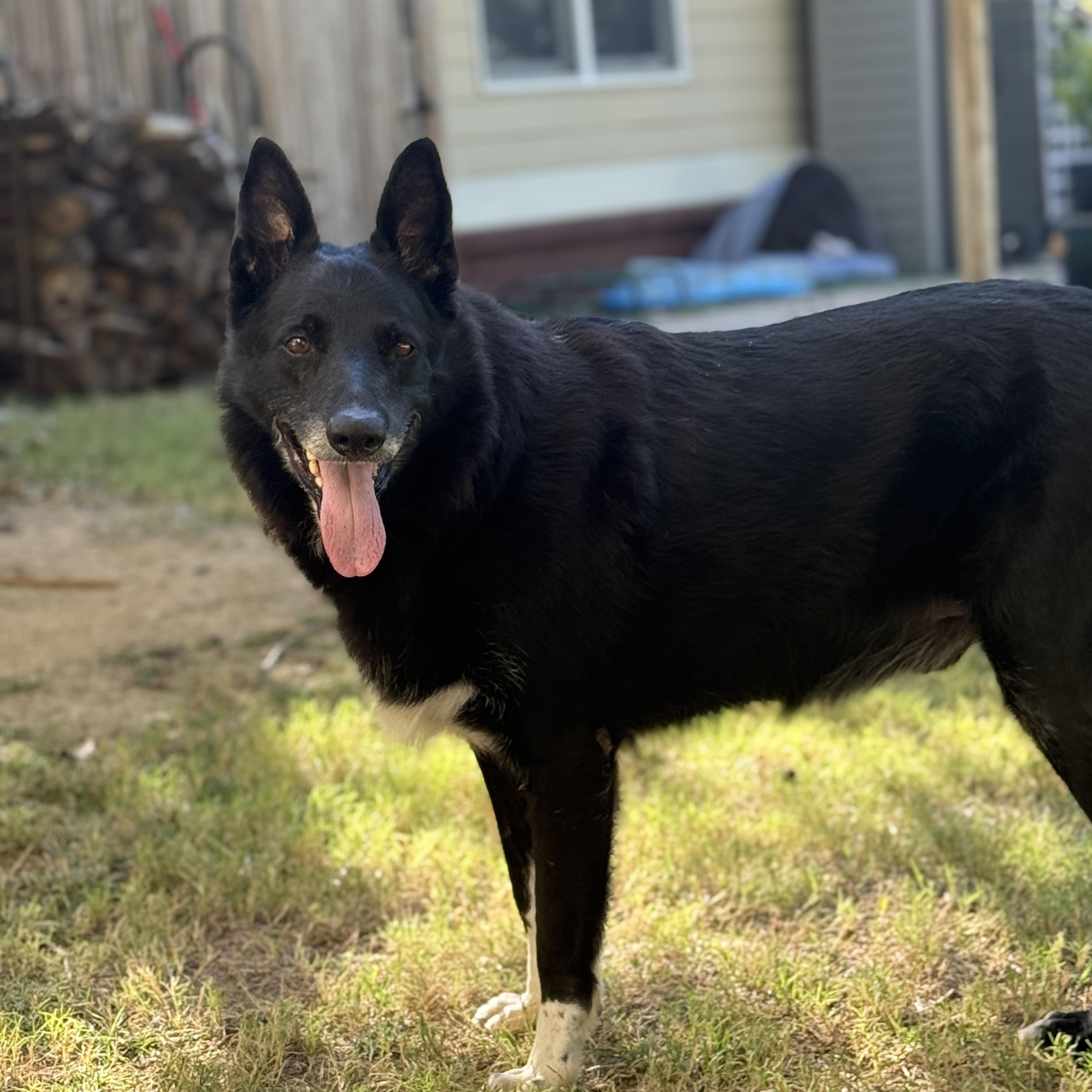 Kal, a Adoptable mixed breed in Broken Arrow, OK image 3/6