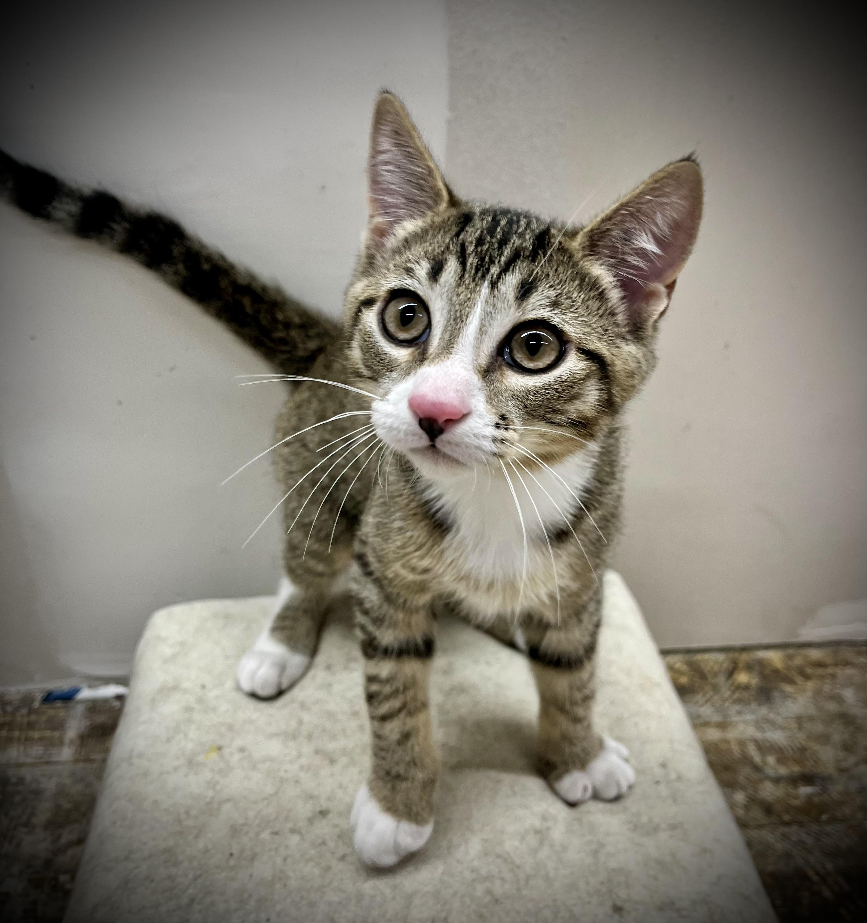 Enlarge Orion, a ADOPTABLE Domestic Short Hair in Roswell, NM image 1/1