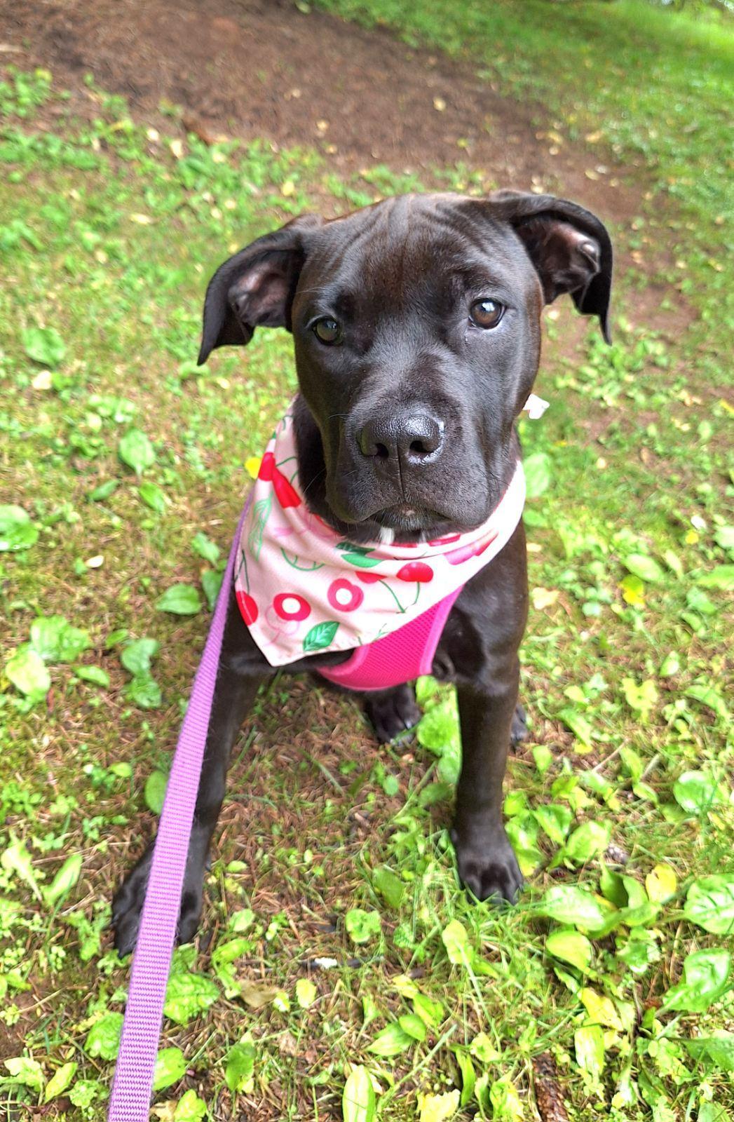 Fergie, Adopted, Puppy Female American Bulldog.