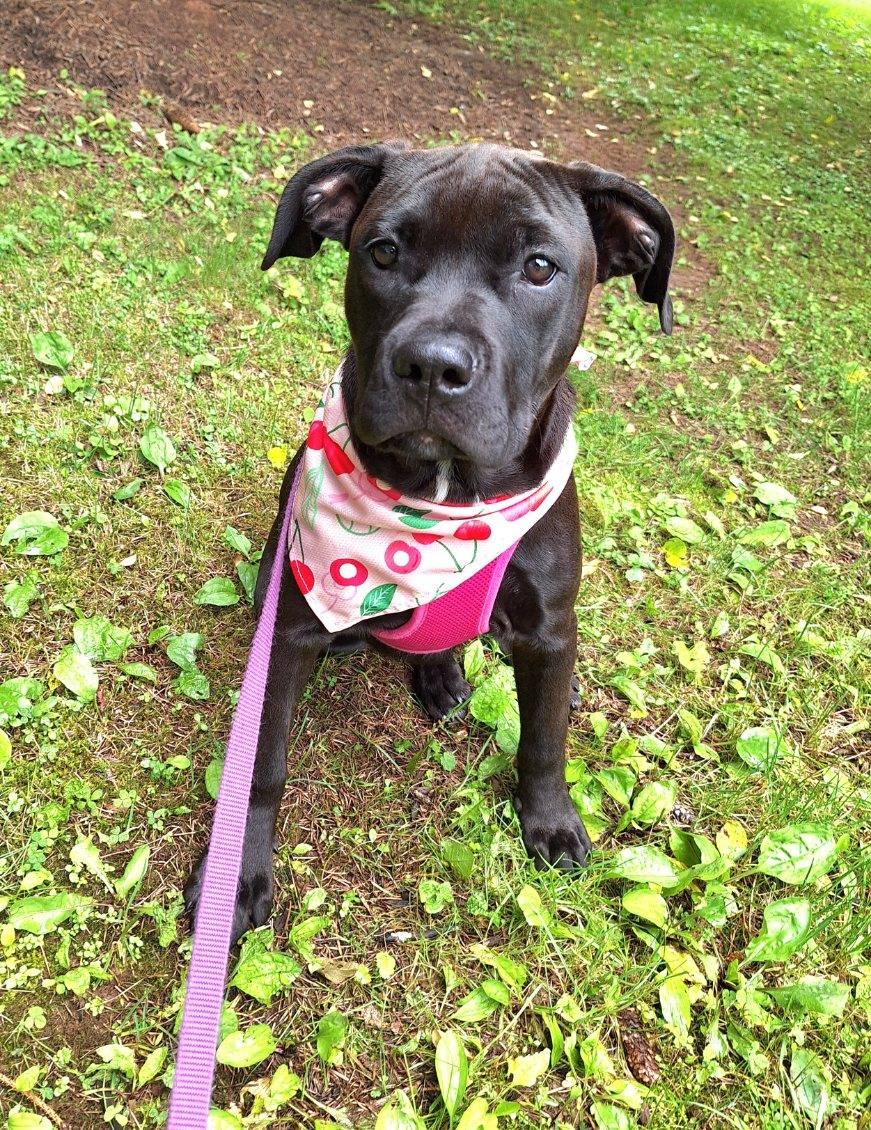 Enlarge Fergie, a Adopted American Bulldog in Tarrytown, GA image 2/3