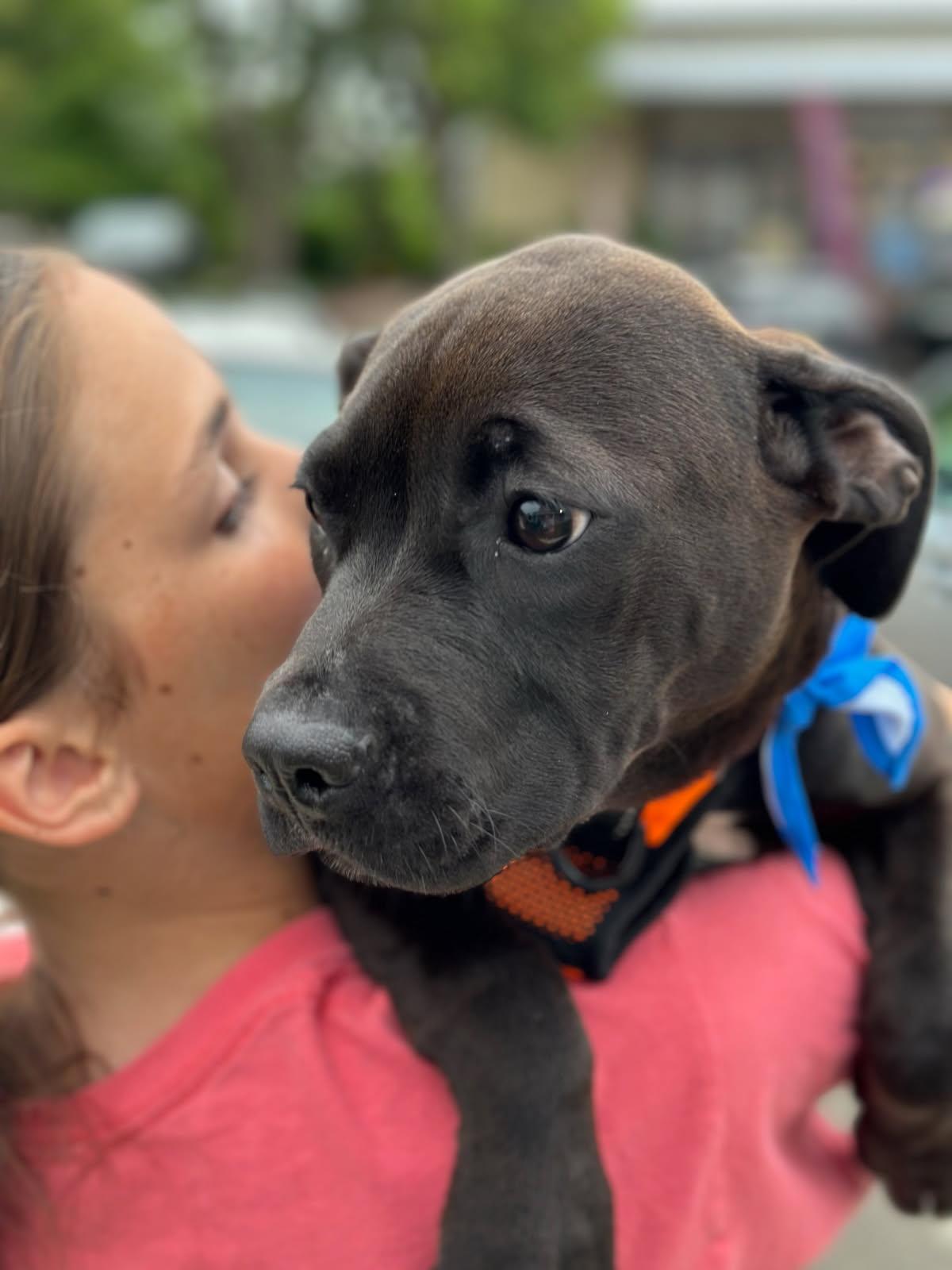Enlarge Fergie, a Adopted American Bulldog in Tarrytown, GA image 3/3