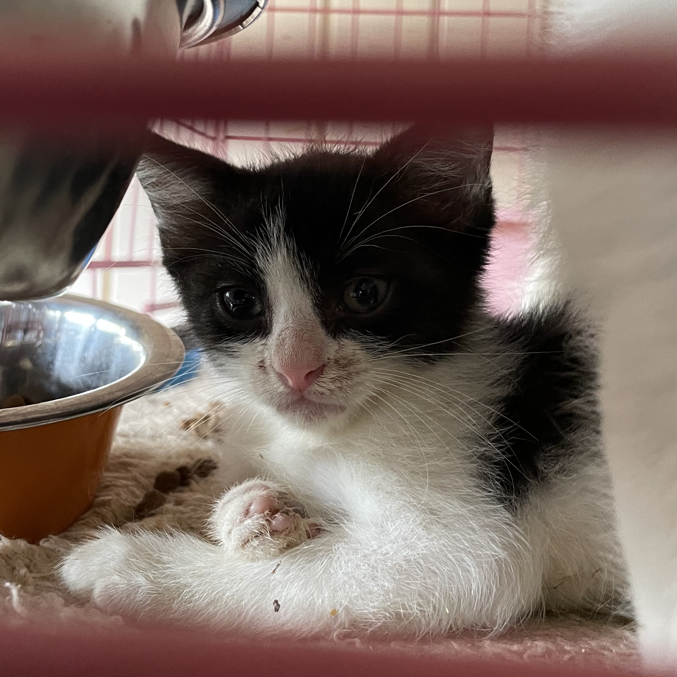Charity, an adoptable British Shorthair, Tuxedo in New Orleans, LA, 70175 | Photo Image 1
