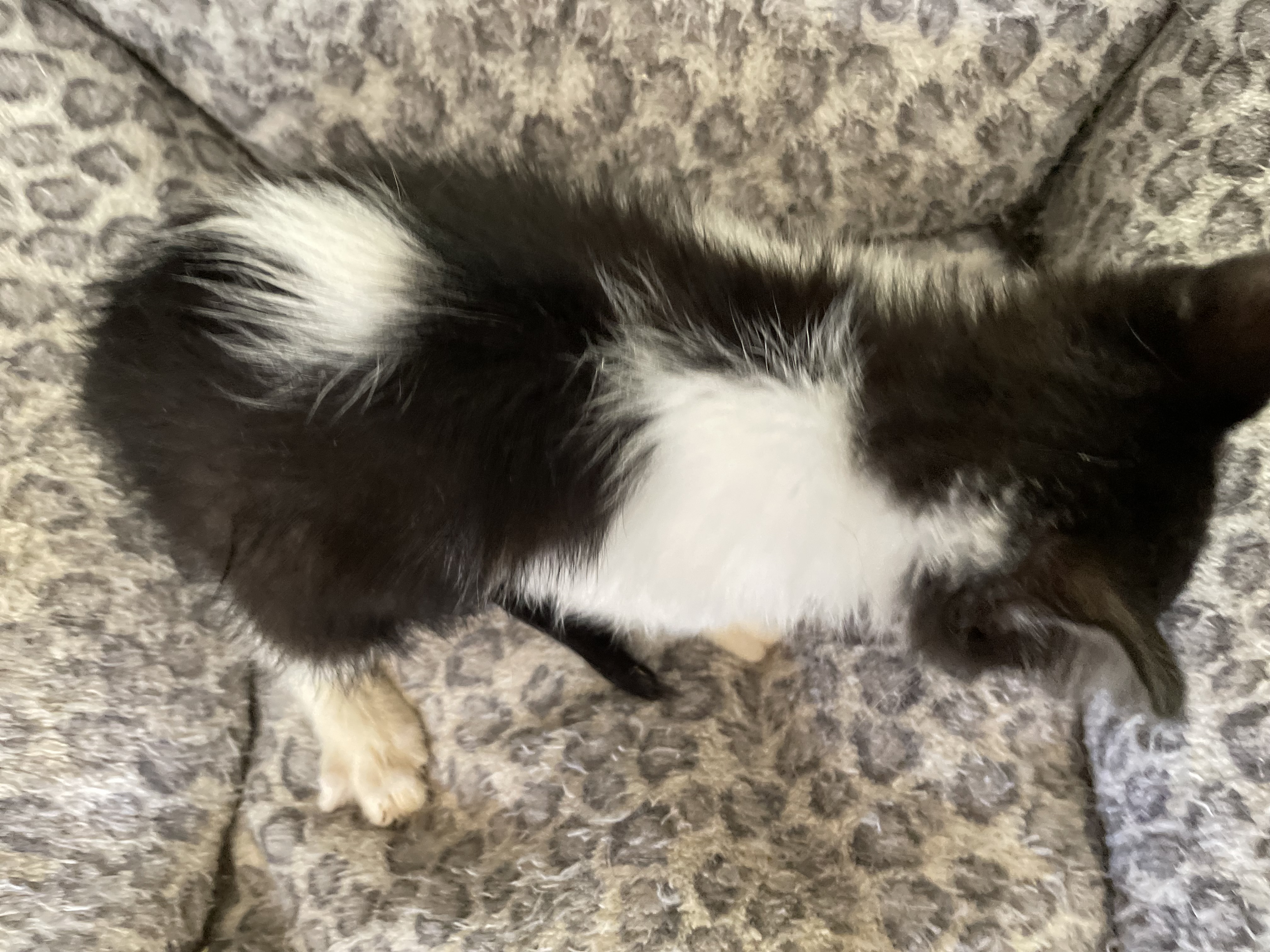 Enlarge Charity, a Adoptable mixed breed in New Orleans, LA image 2/4