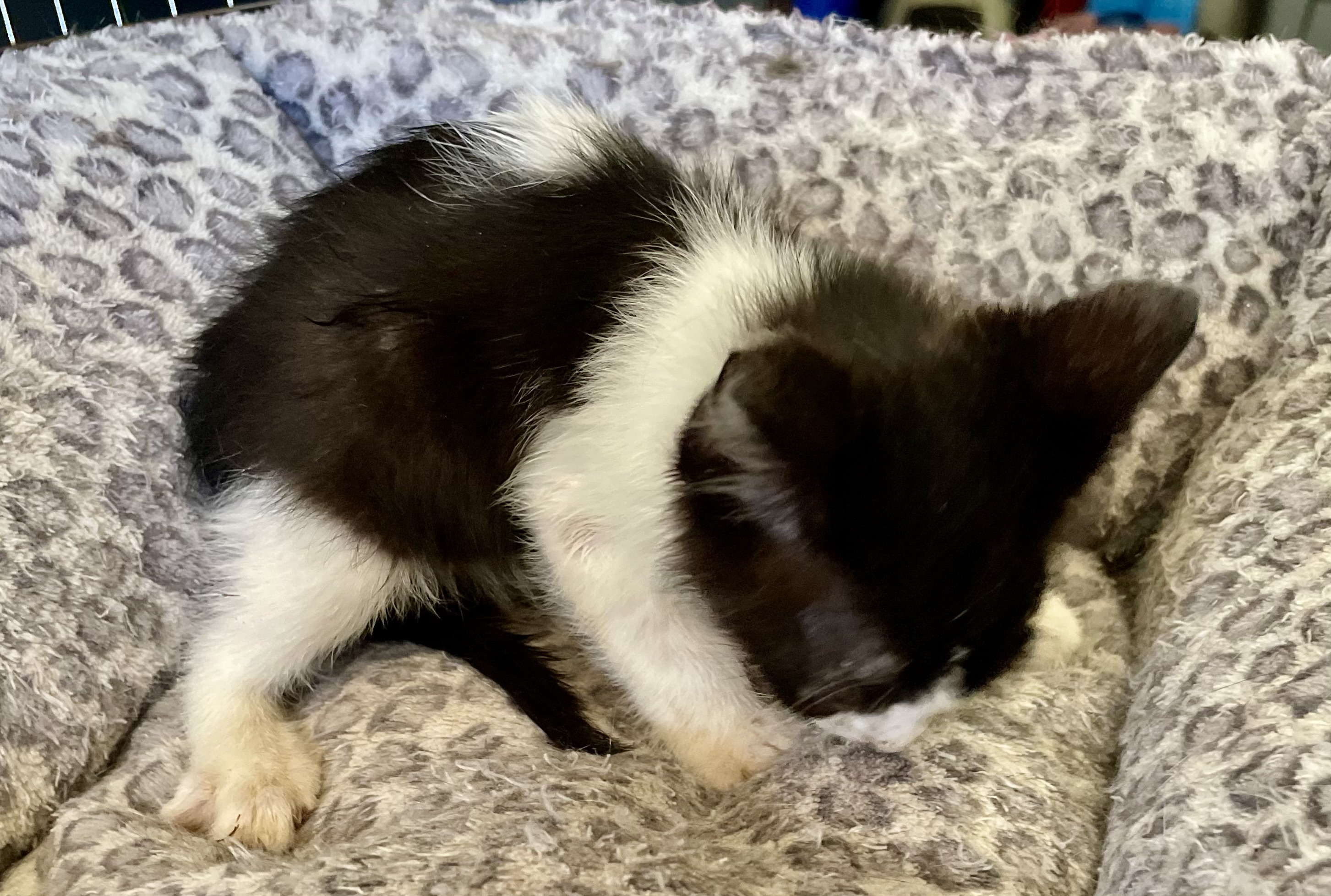 Enlarge Charity, a Adoptable mixed breed in New Orleans, LA image 3/4