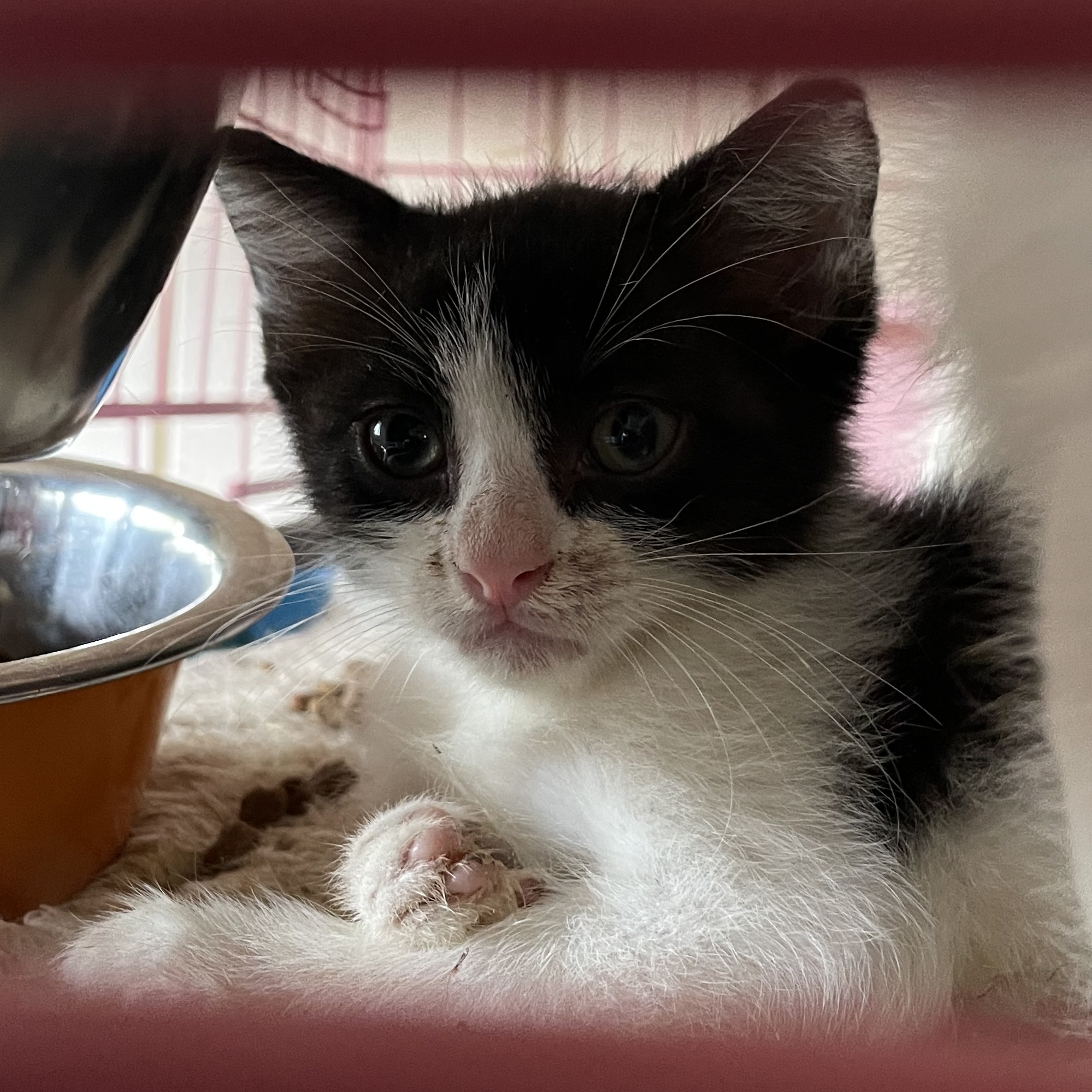 Charity, an adoptable British Shorthair, Tuxedo in New Orleans, LA, 70175 | Photo Image 2