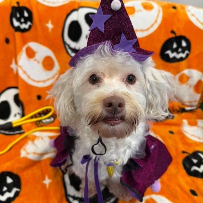 Enlarge Pookie, a Adoptable mixed breed in Watertown, NY image 2/2