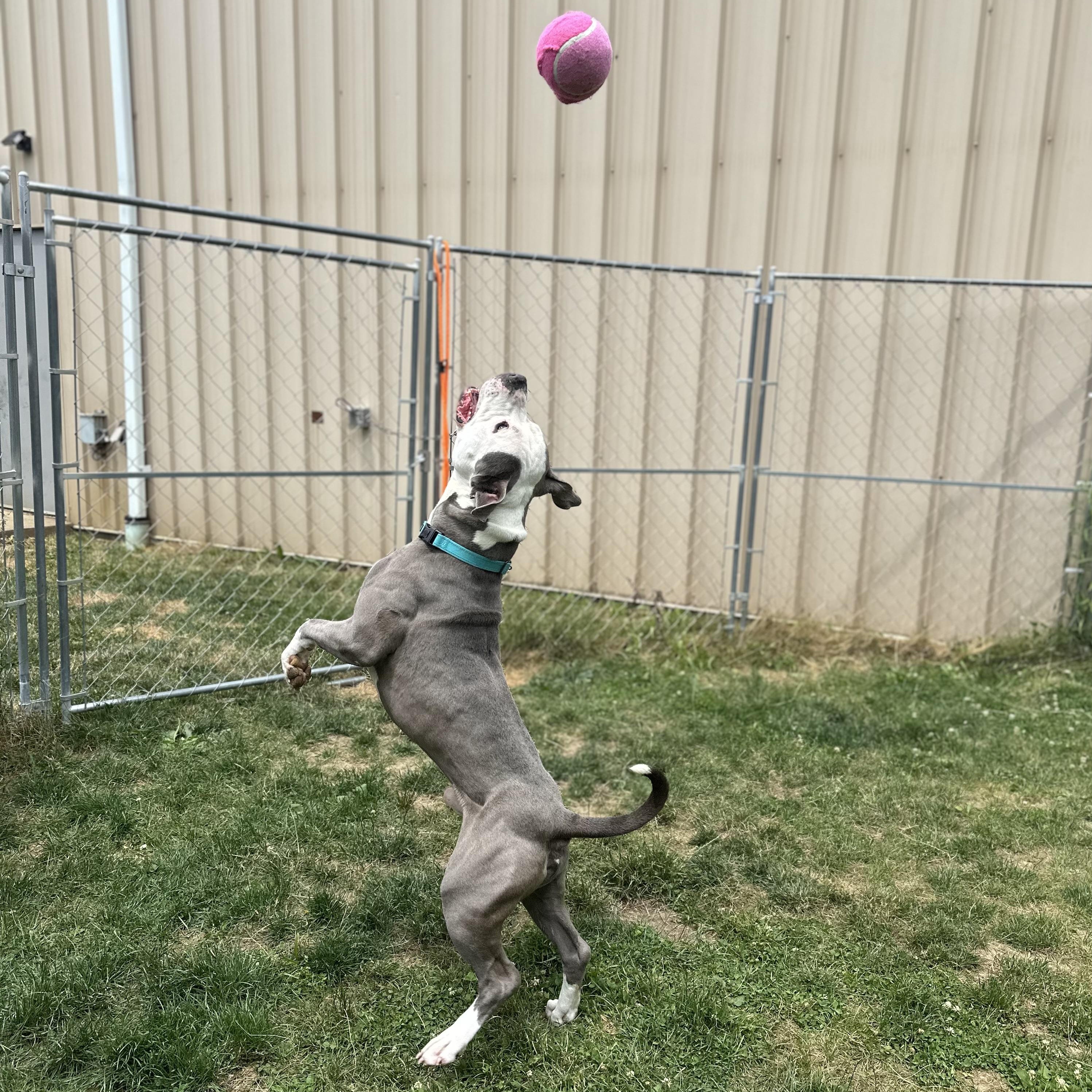 Enlarge Cola, an adopted Mixed Breed in Youngstown, OH image 3/5