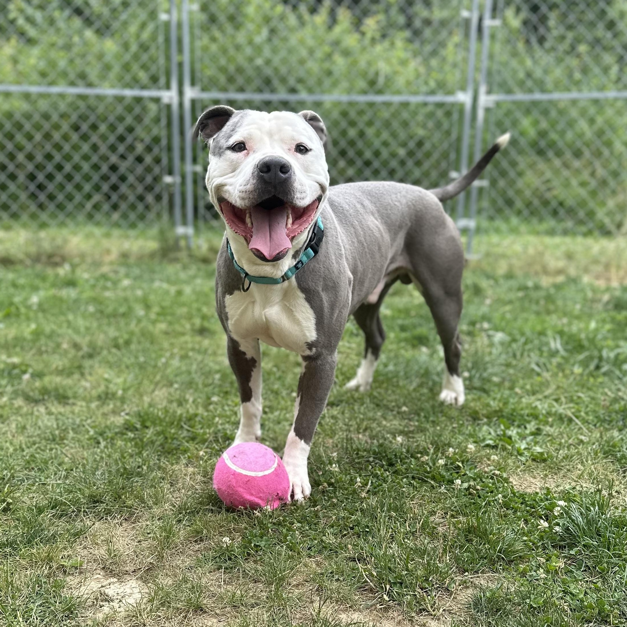 Enlarge Cola, an adopted Mixed Breed in Youngstown, OH image 4/5