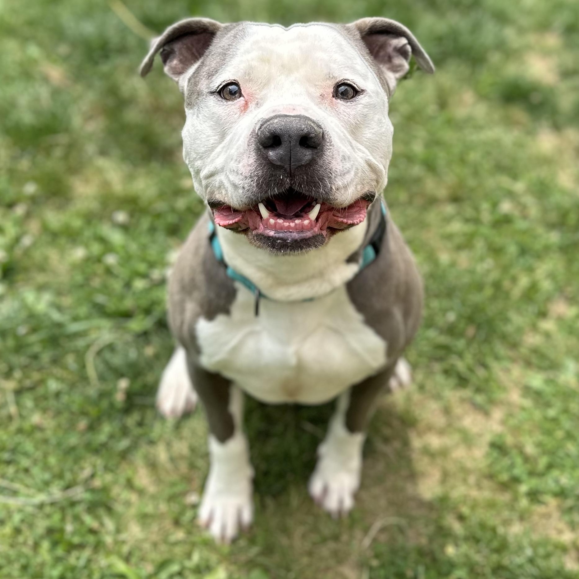 Enlarge Cola, an adopted Mixed Breed in Youngstown, OH image 1/5
