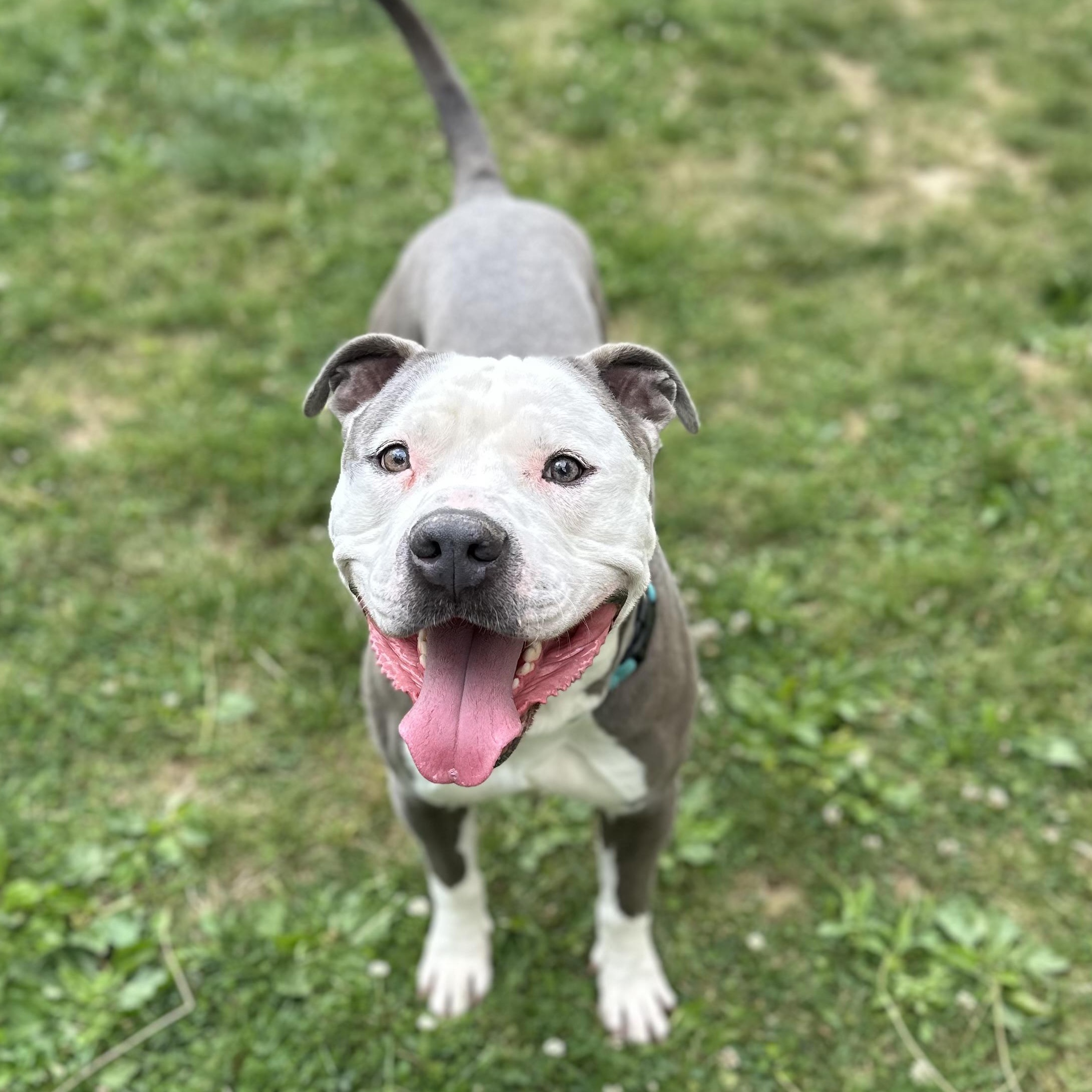 Enlarge Cola, an adopted Mixed Breed in Youngstown, OH image 2/5
