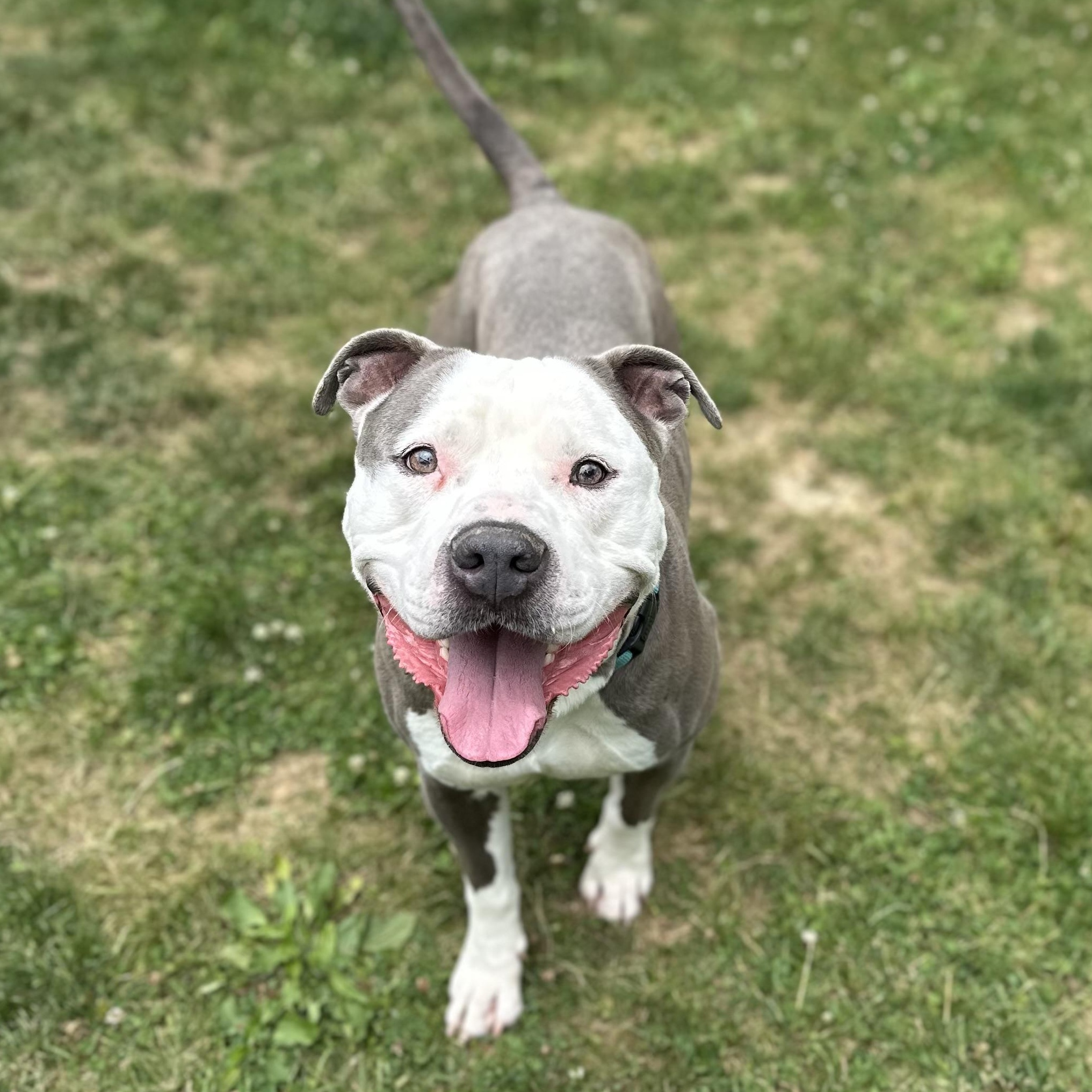 Enlarge Cola, an adopted Mixed Breed in Youngstown, OH image 5/5