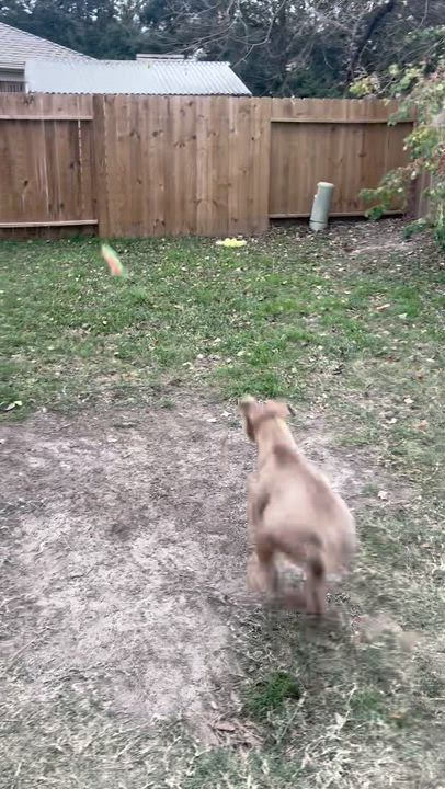 Enlarge Sadie - (Austin), a Adoptable mixed breed in Austin, TX video 4/6