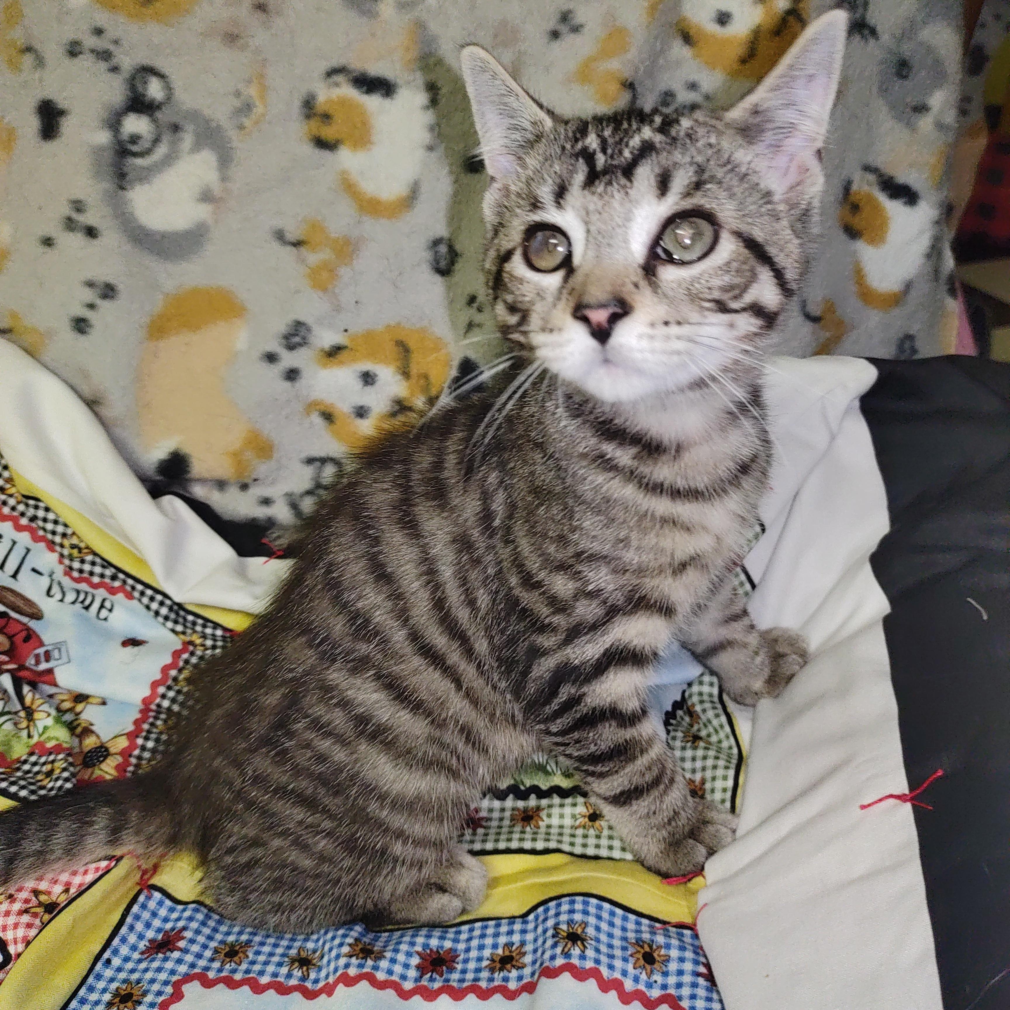 Alfie, Adoptable, Young Male Domestic Short Hair.