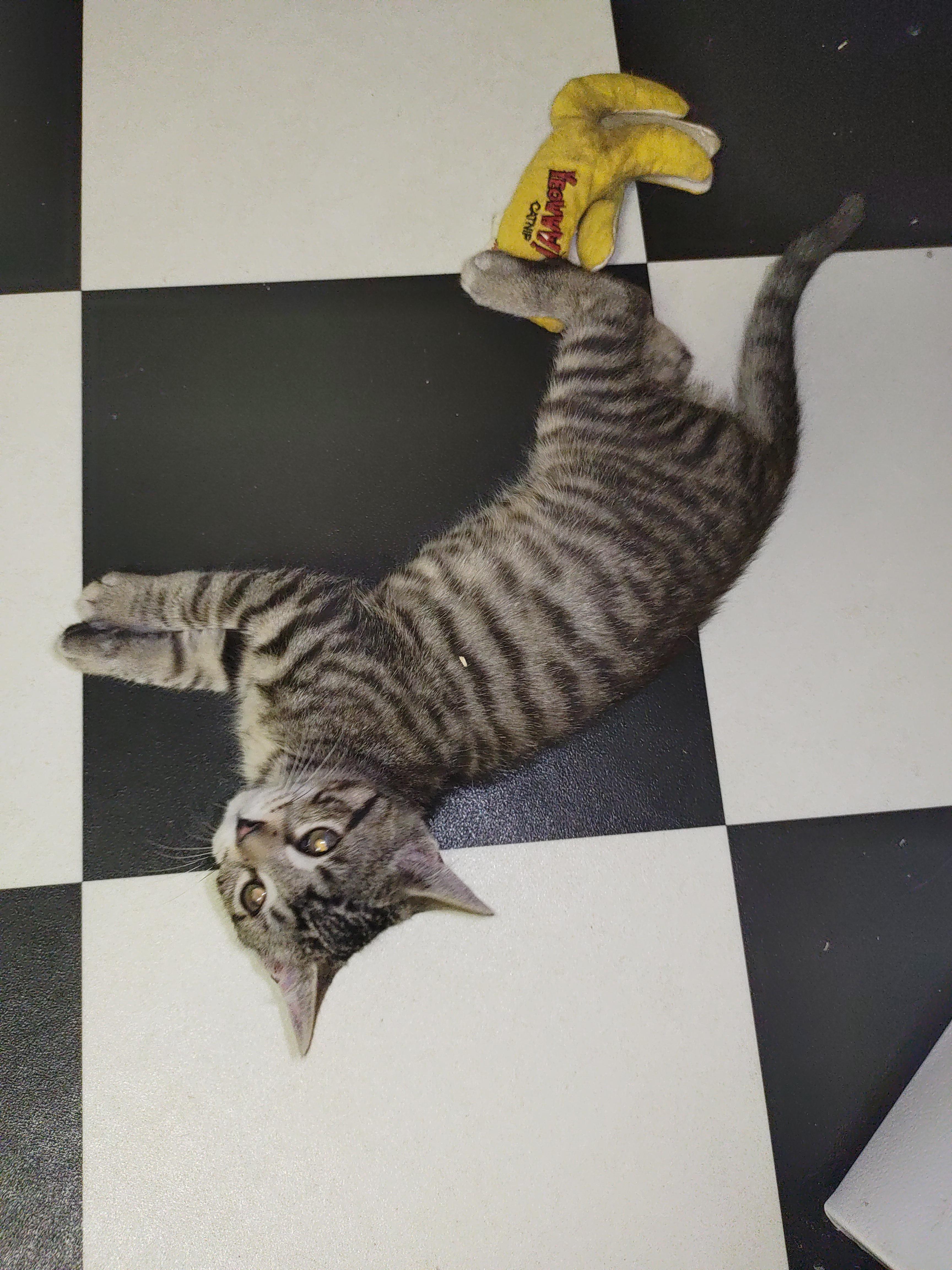 Enlarge Alfie, a Adoptable mixed breed in Nicholson, PA image 2/2