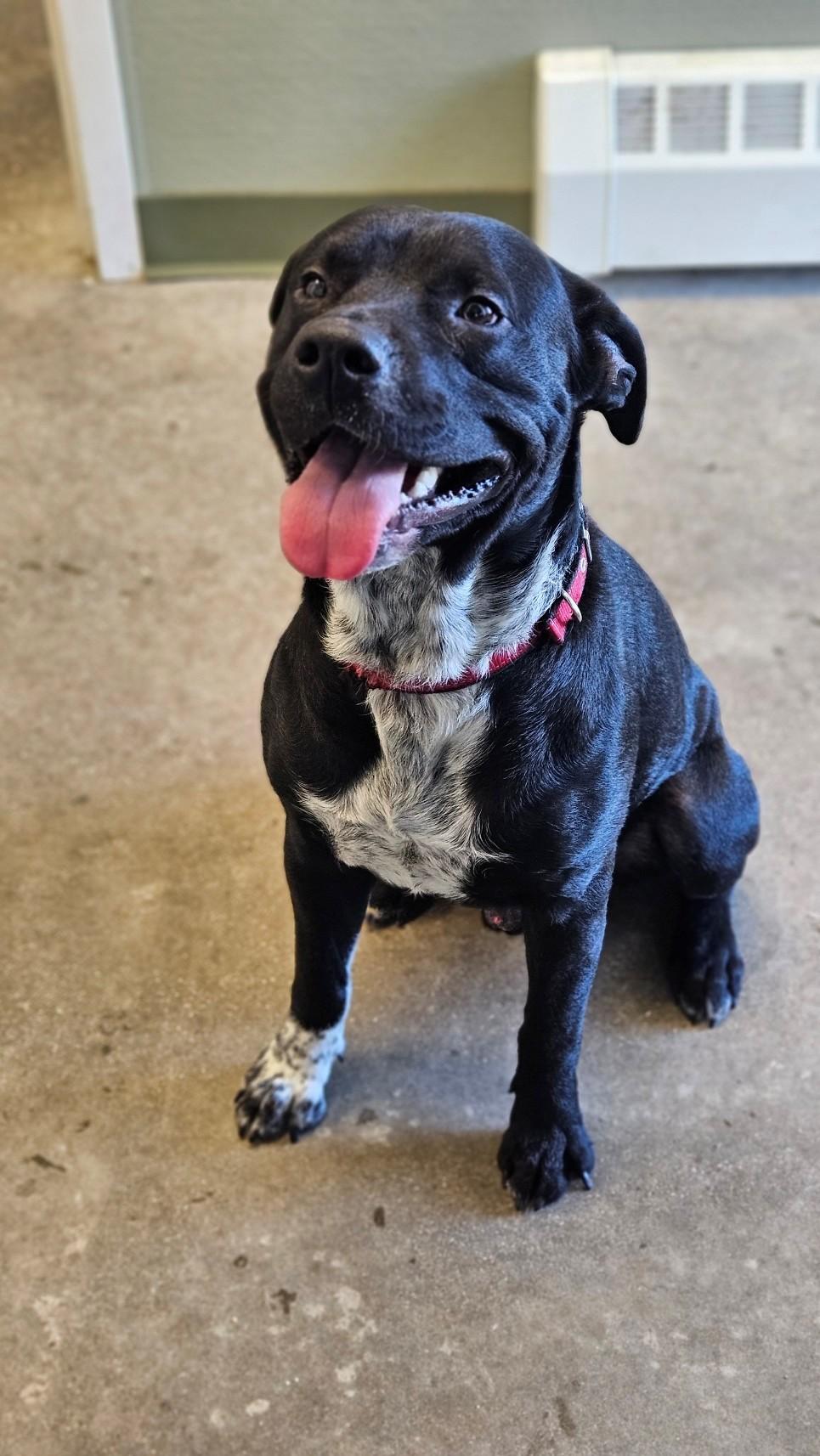 Enlarge Onyx, a ADOPTABLE mixed breed in Windsor, CT image 2/5