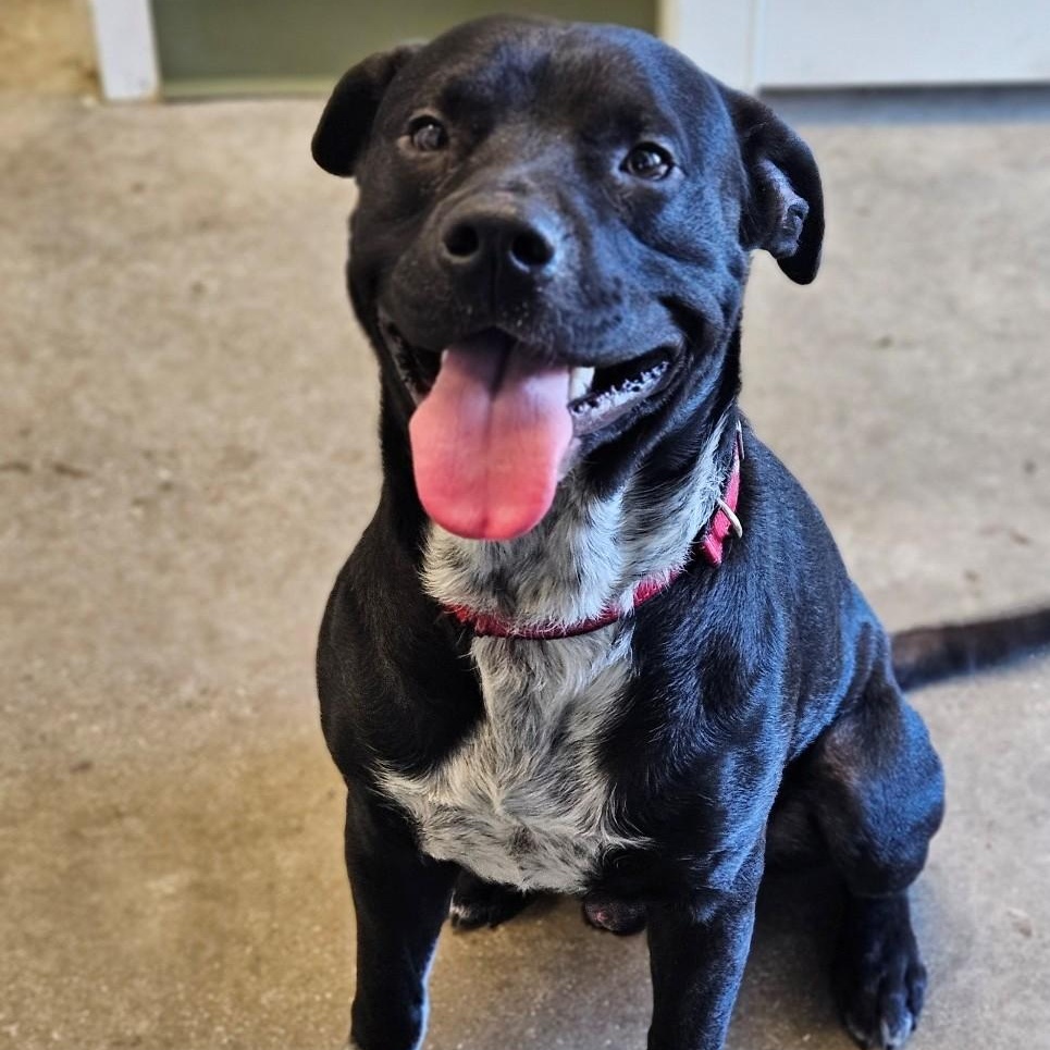 Enlarge Onyx, a ADOPTABLE mixed breed in Windsor, CT image 1/5