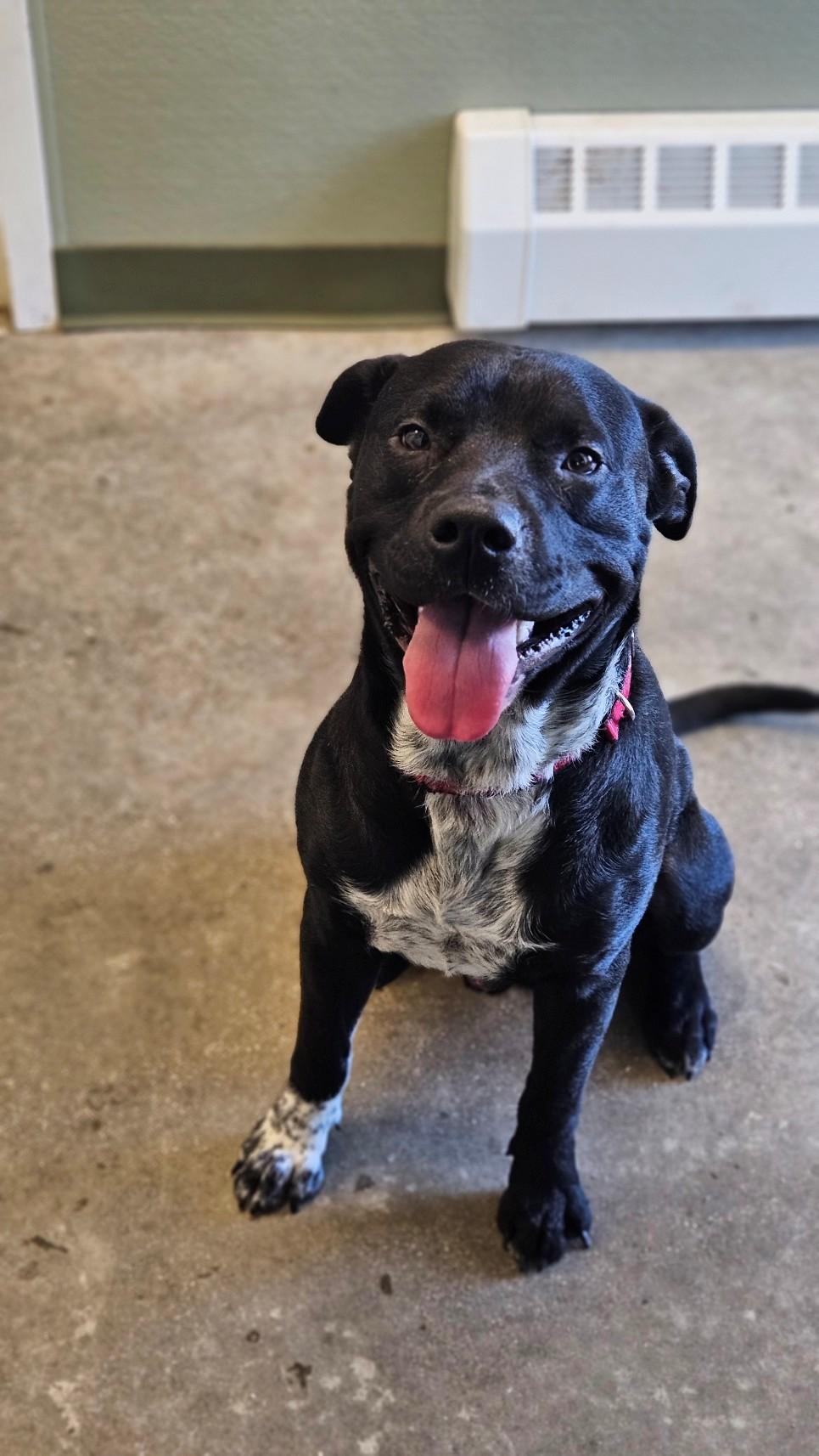 Enlarge Onyx, a ADOPTABLE mixed breed in Windsor, CT image 4/5