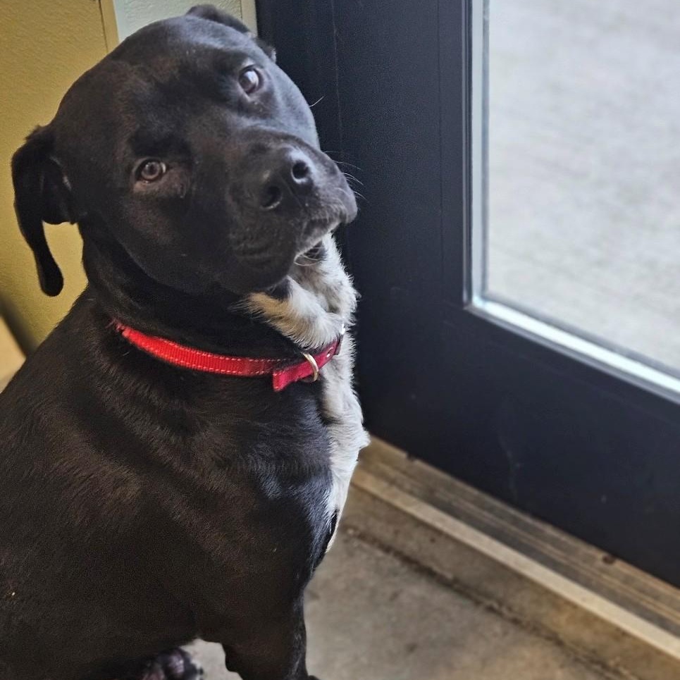 Enlarge Onyx, a ADOPTABLE mixed breed in Windsor, CT image 5/5