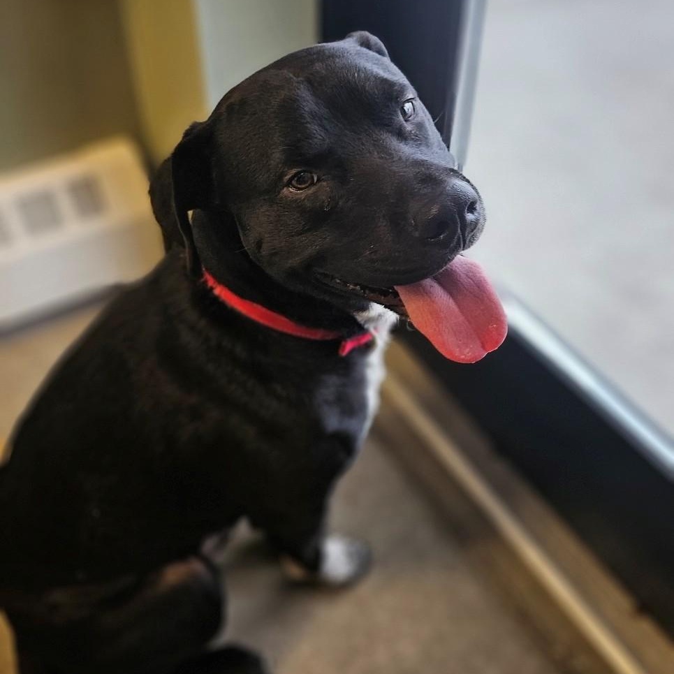 Enlarge Onyx, a ADOPTABLE mixed breed in Windsor, CT image 3/5