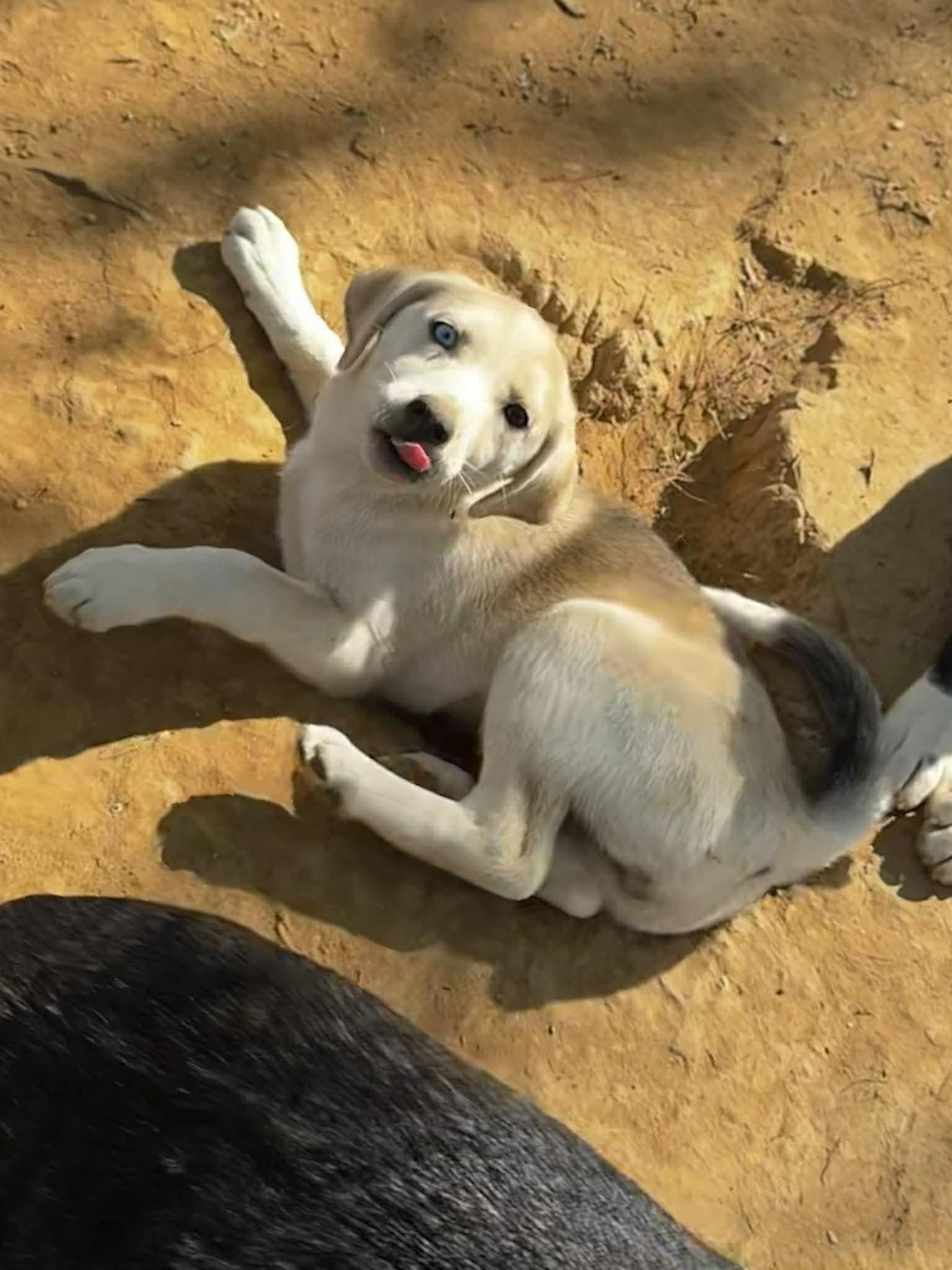 Enlarge Fizz, an adopted mixed breed in Jarrettsville, MD image 3/3