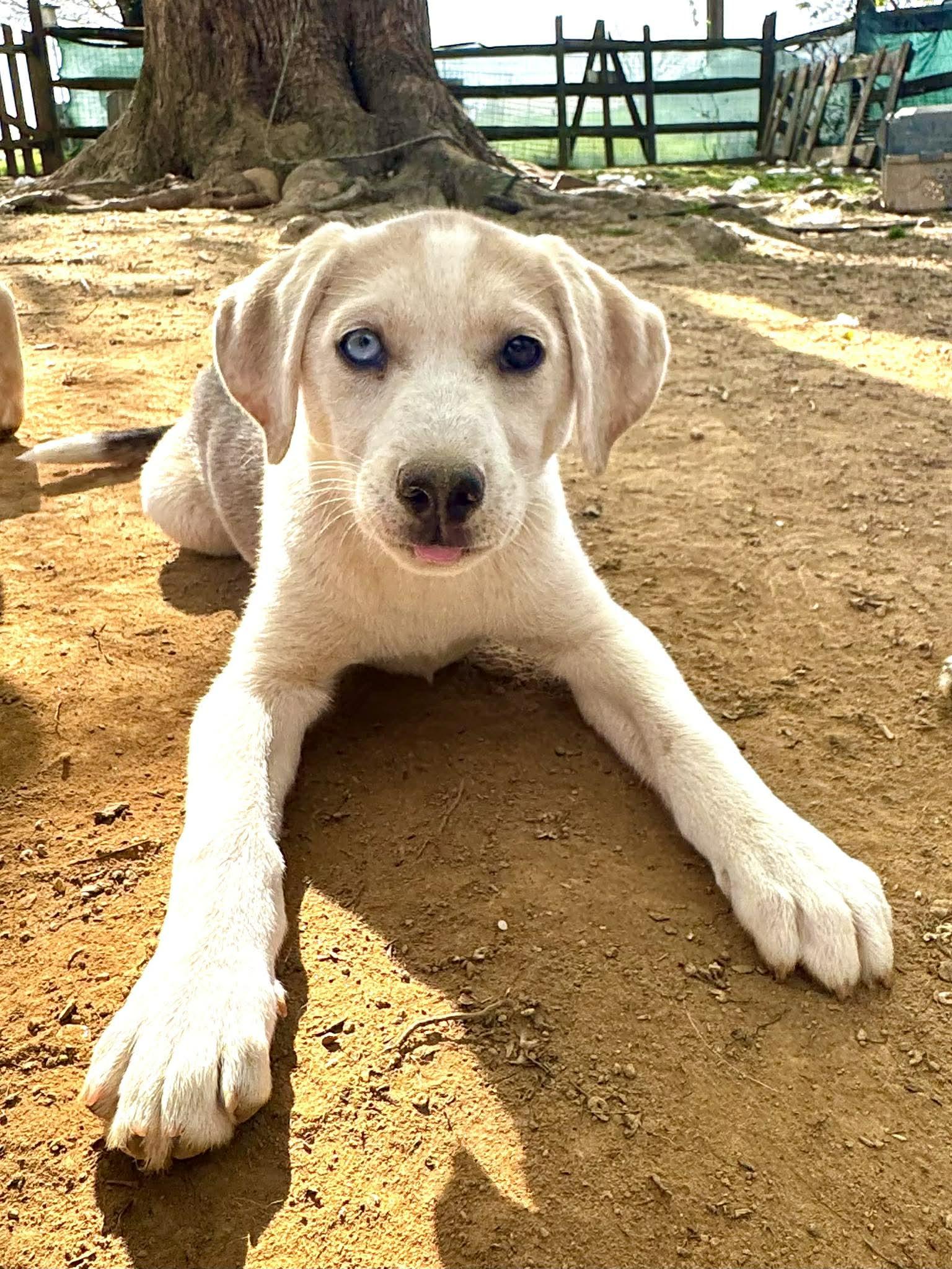 Enlarge Fizz, an adopted mixed breed in Jarrettsville, MD image 1/3