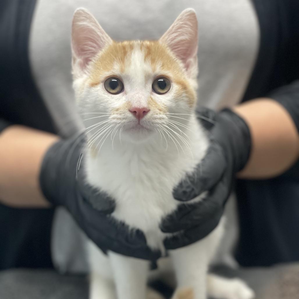 Buddy, Adoptable, Kitten Male Domestic Short Hair.