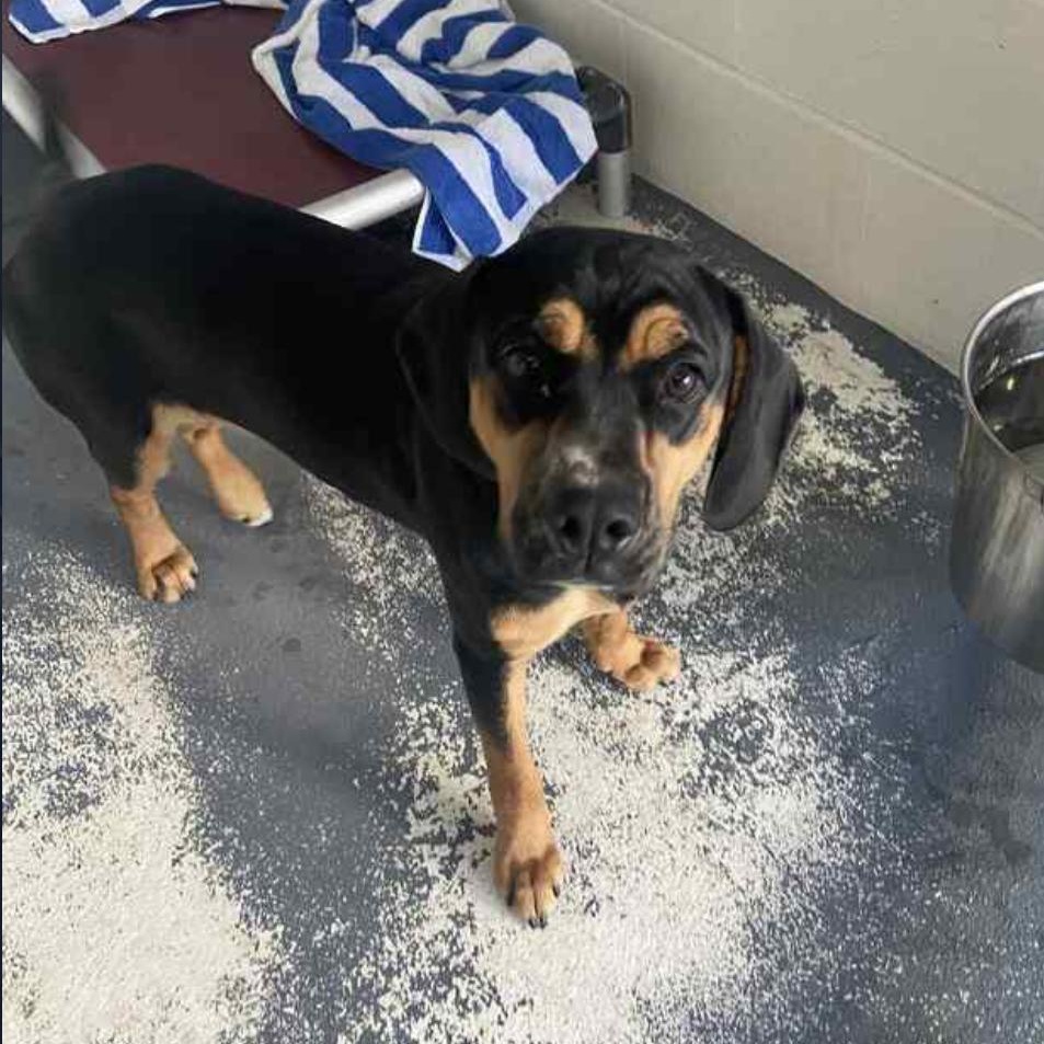 Axel, ADOPTABLE, Young Male Hound & Rottweiler.