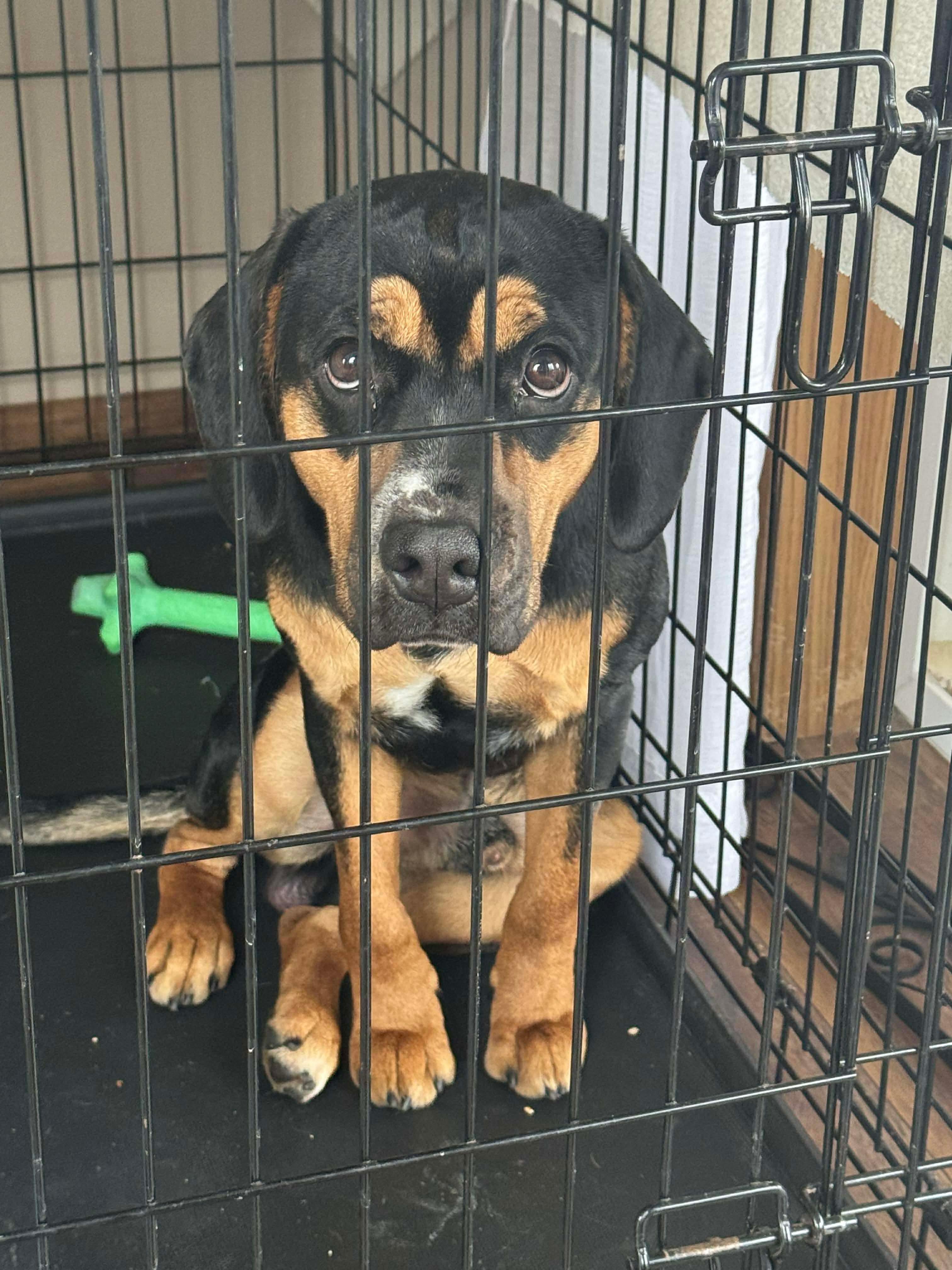 Enlarge Axel, a ADOPTABLE mixed breed in Bethlehem, PA image 2/2