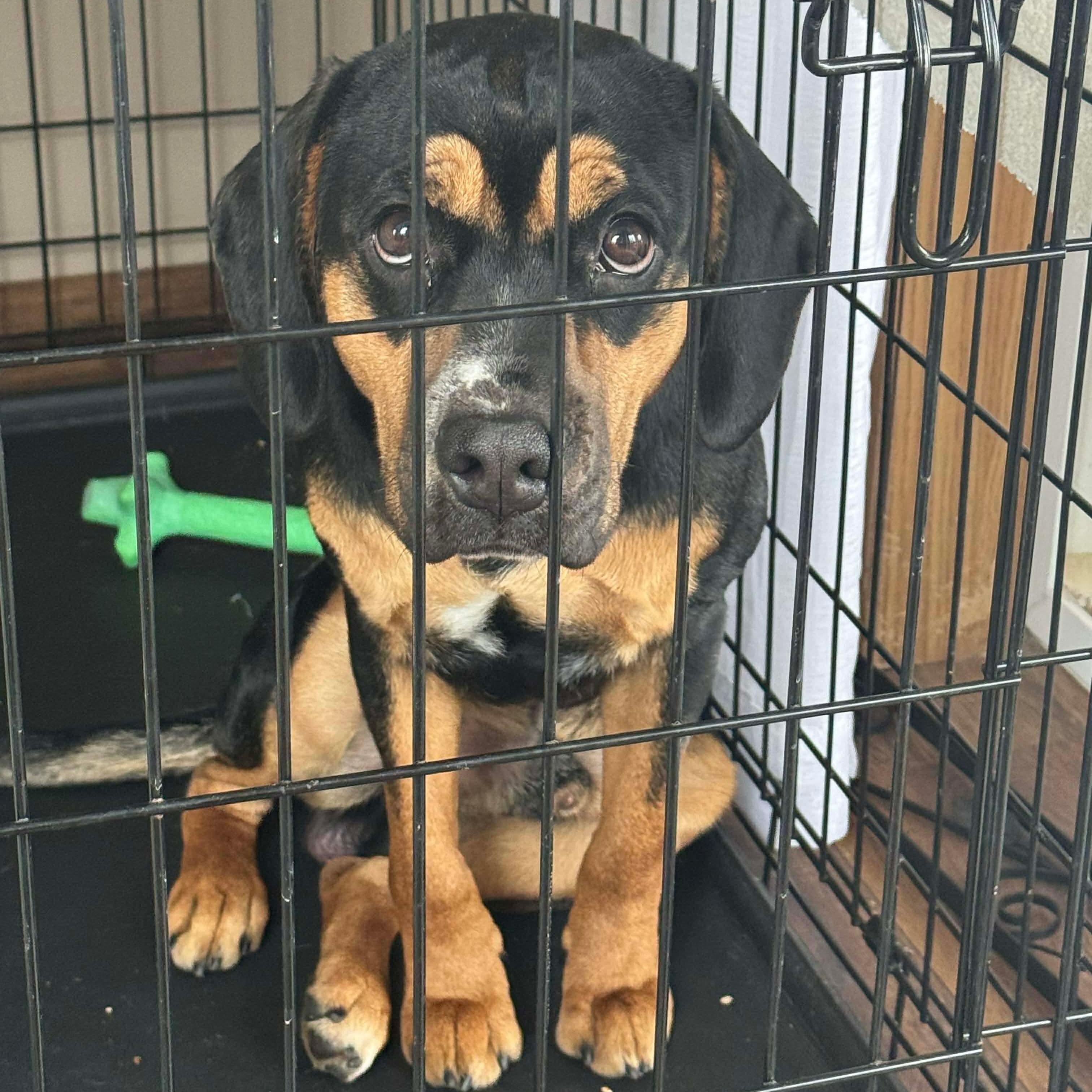 Enlarge Axel, a ADOPTABLE mixed breed in Bethlehem, PA image 4/4