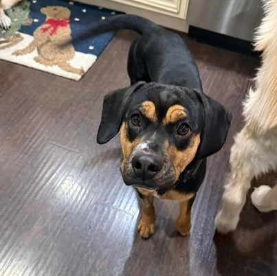 Axel, ADOPTABLE, Young Male Hound & Rottweiler.