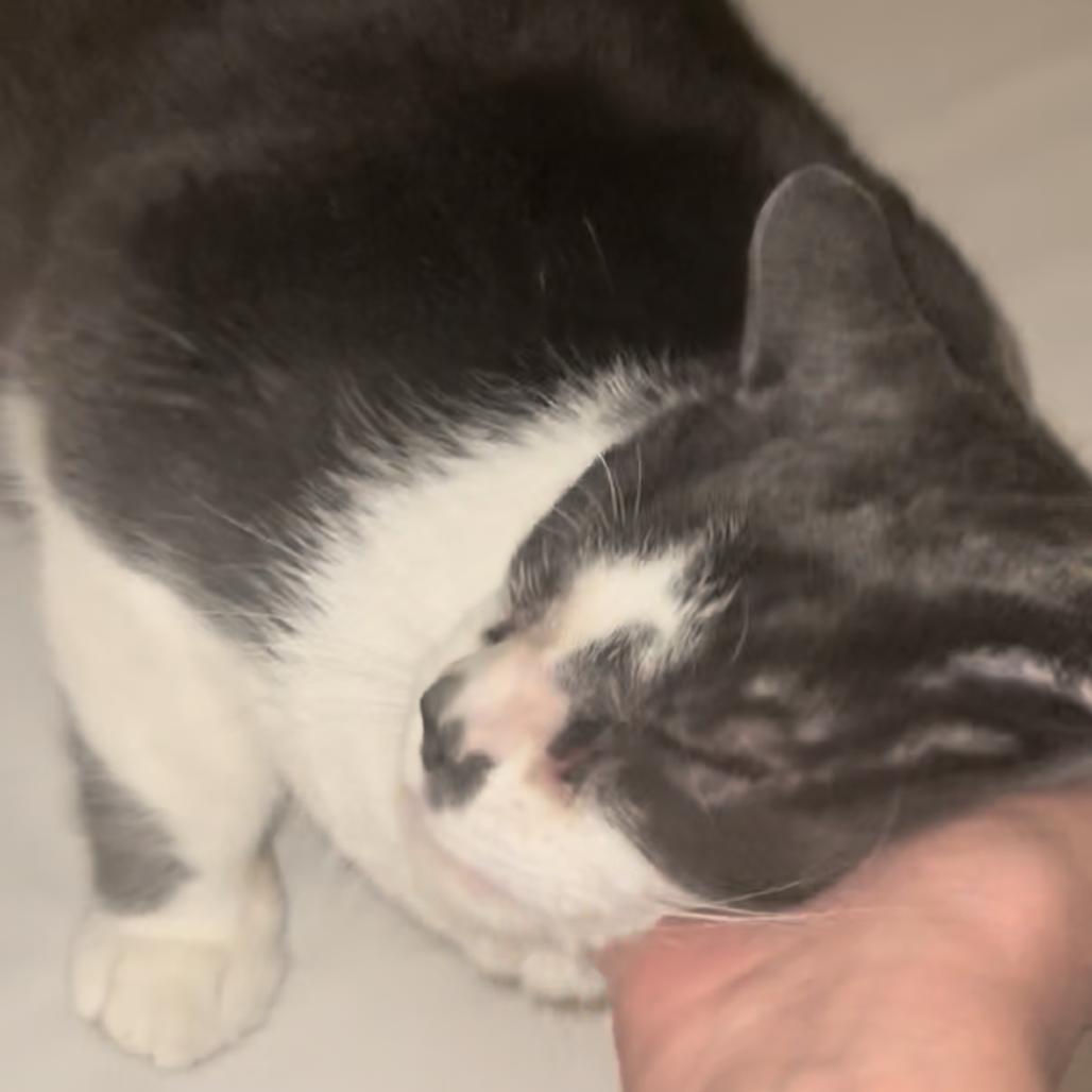 Toby, Adoptable, Senior Male Domestic Short Hair.