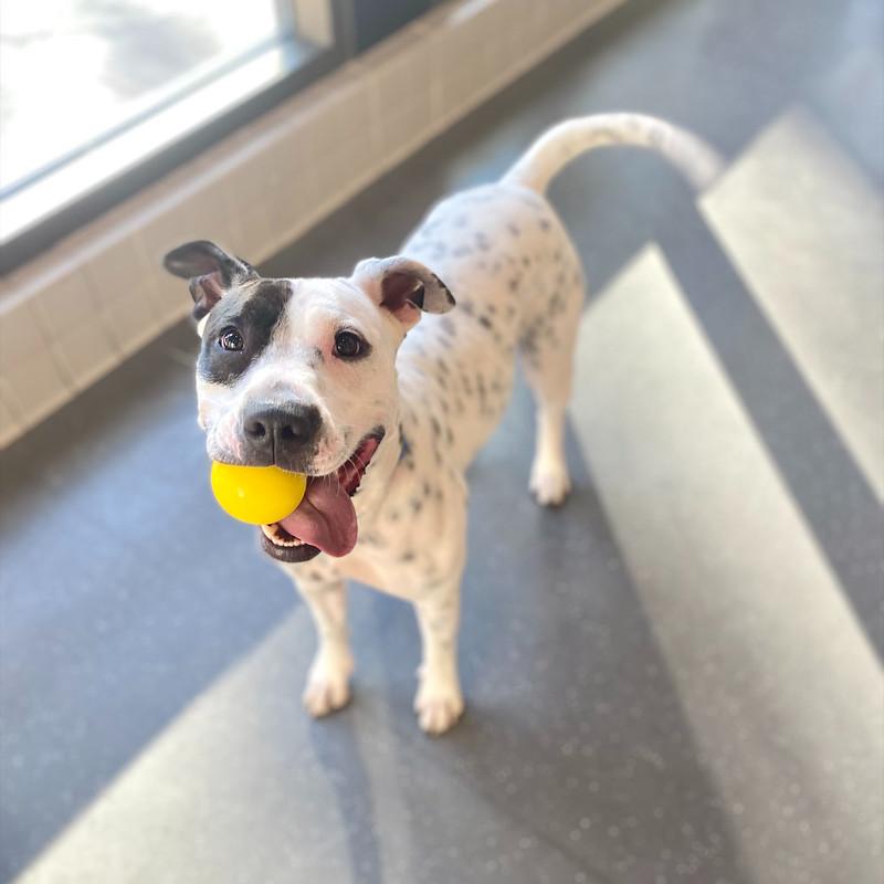 Enlarge Gucci Mai, a ADOPTABLE Mixed Breed in Truckee, CA image 1/5