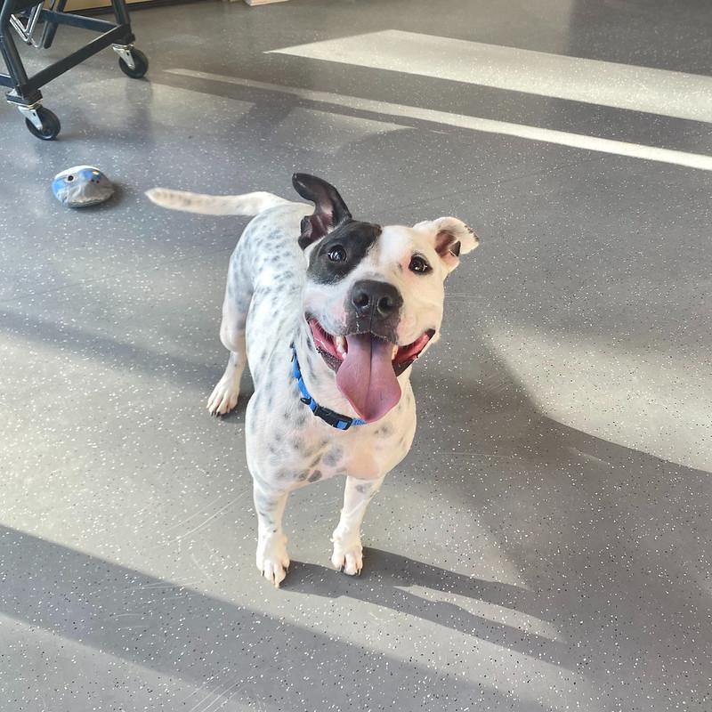 Enlarge Gucci Mai, a ADOPTABLE Mixed Breed in Truckee, CA image 4/5