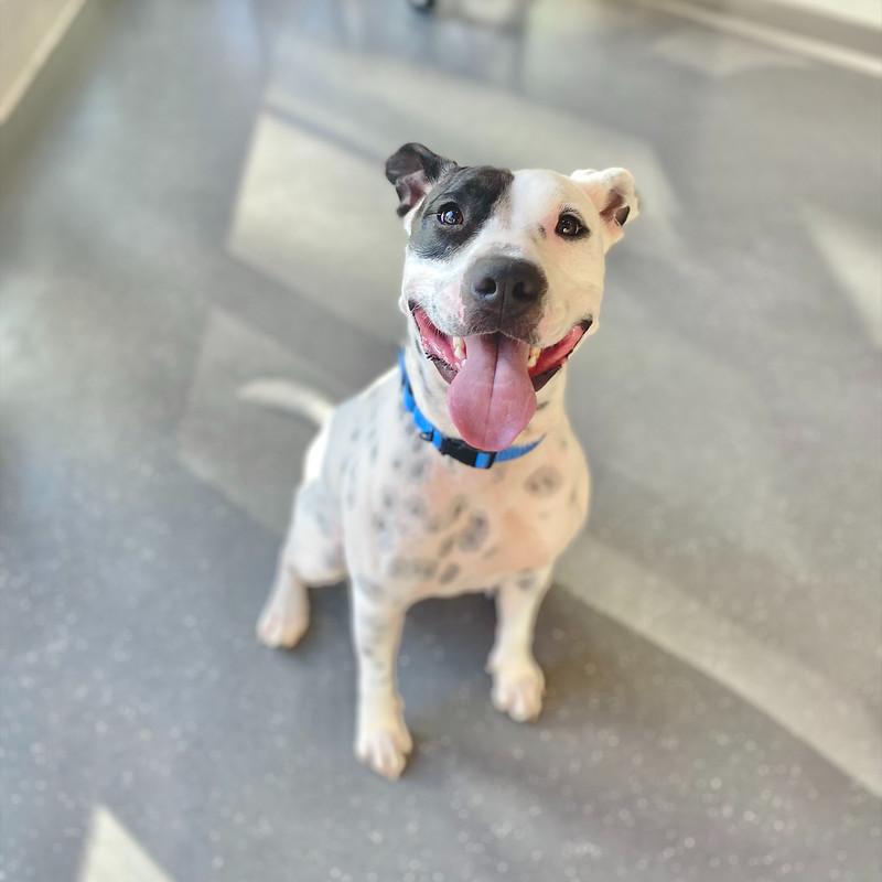 Enlarge Gucci Mai, a ADOPTABLE Mixed Breed in Truckee, CA image 5/5