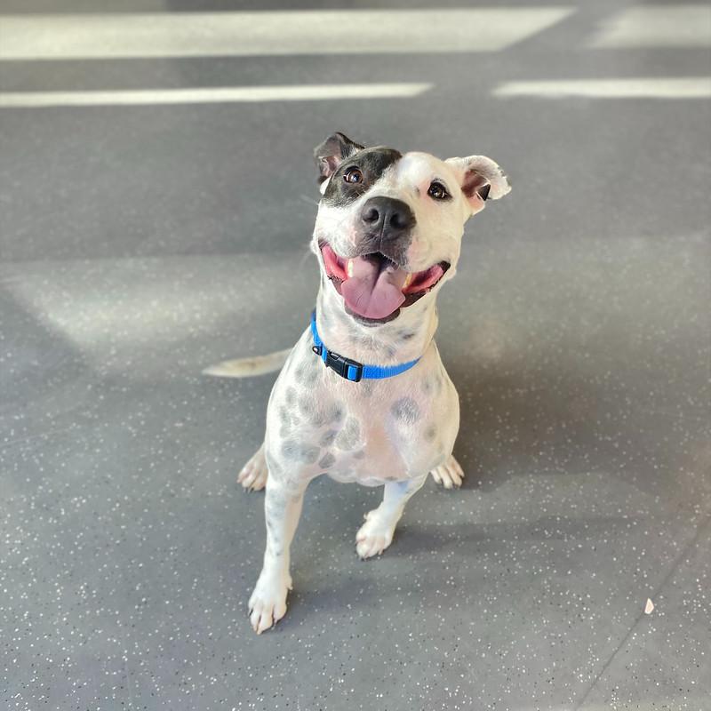 Enlarge Gucci Mai, a ADOPTABLE Mixed Breed in Truckee, CA image 2/5