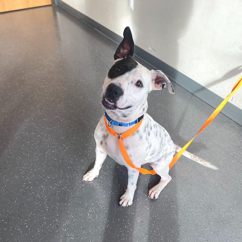 Enlarge Gucci Mai, a ADOPTABLE Mixed Breed in Truckee, CA image 3/5