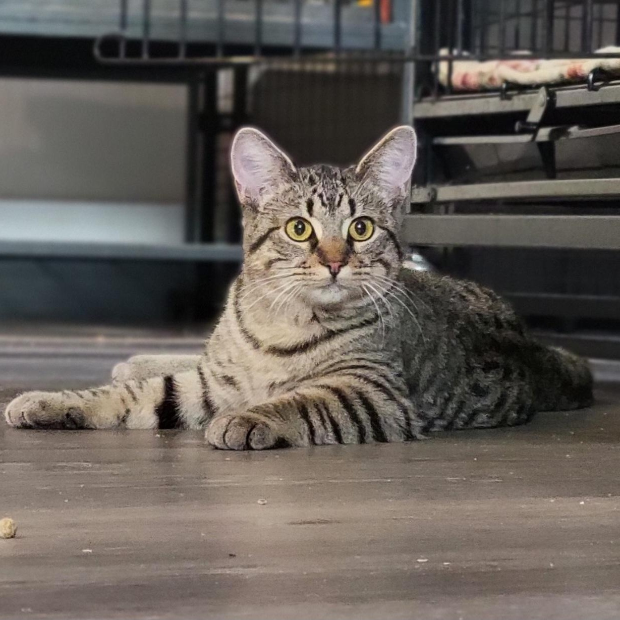 Kirsten, Adoptable, Kitten Female Domestic Short Hair.