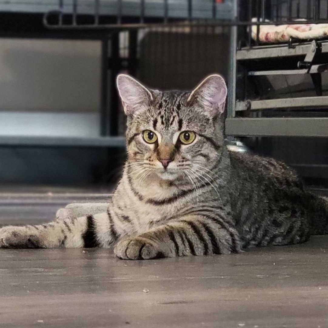 Kirsten, Adoptable, Kitten Female Domestic Short Hair.