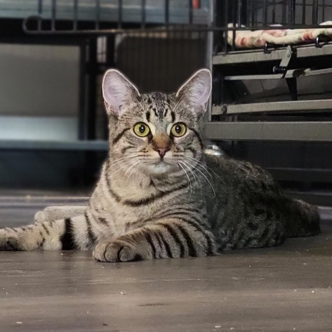 Kirsten, a Adoptable Domestic Short Hair in Swartz Creek, MI image 3/5