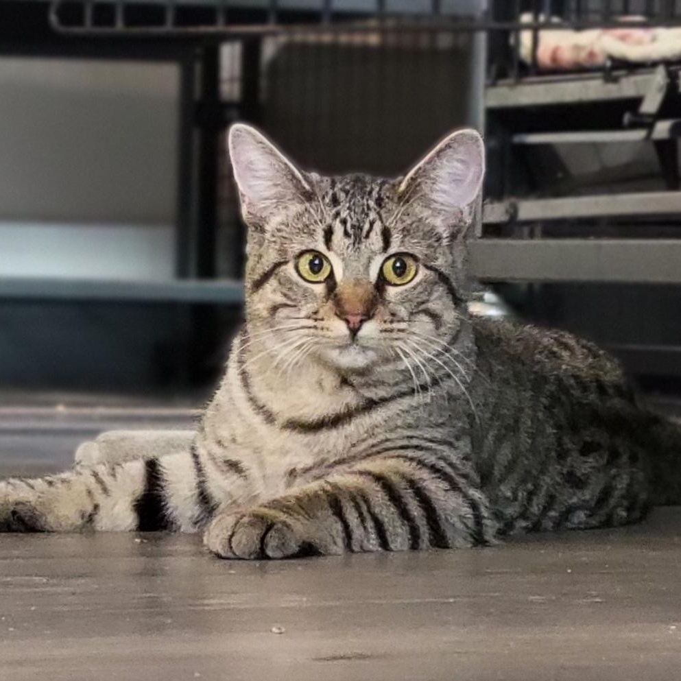 Kirsten, a Adoptable Domestic Short Hair in Swartz Creek, MI image 4/5