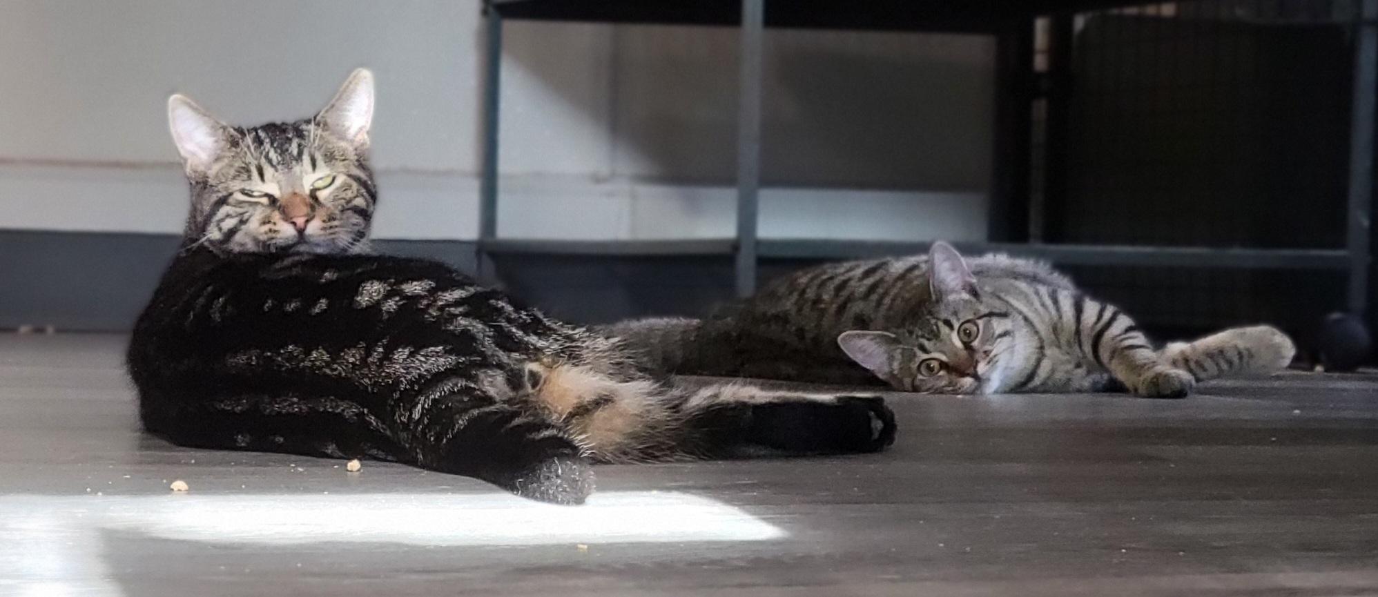 Kirsten, a Adoptable Domestic Short Hair in Swartz Creek, MI image 5/5