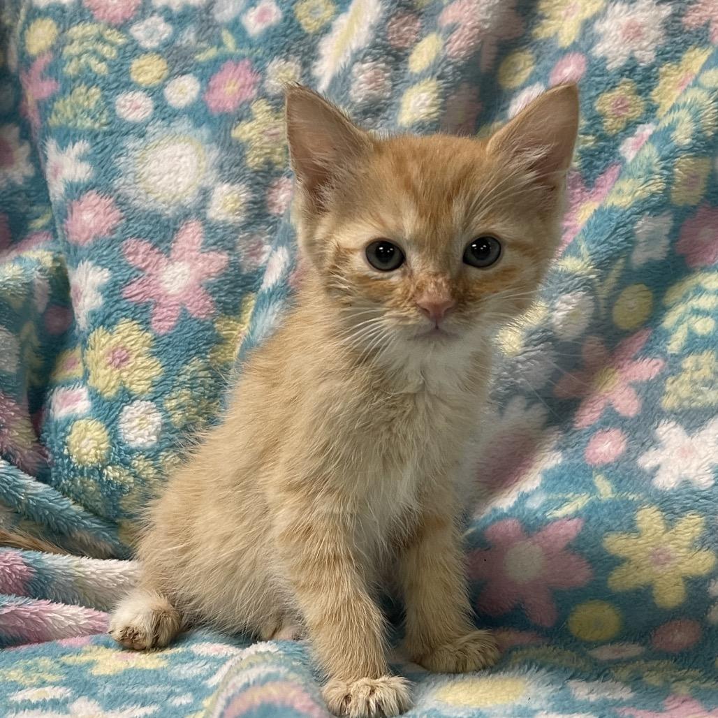 PIGLET, adopted, Kitten Male Domestic Short Hair.