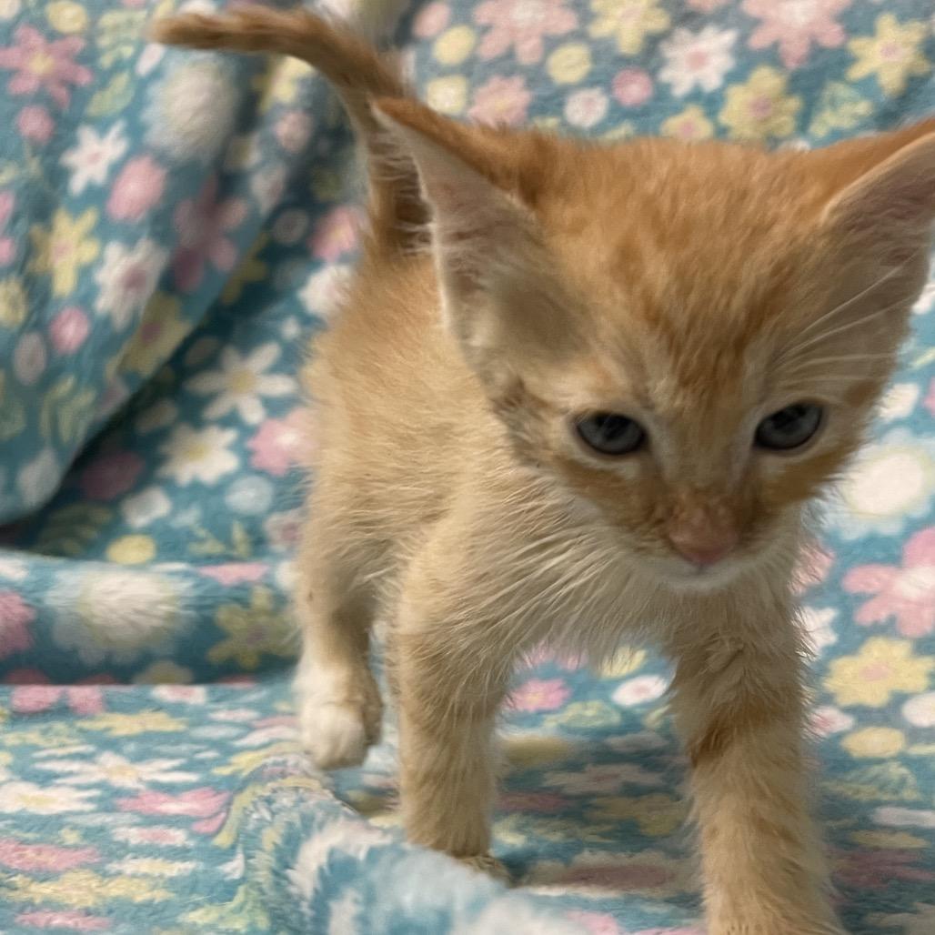 Enlarge PIGLET, an adopted Domestic Short Hair in Graham, WA image 2/2