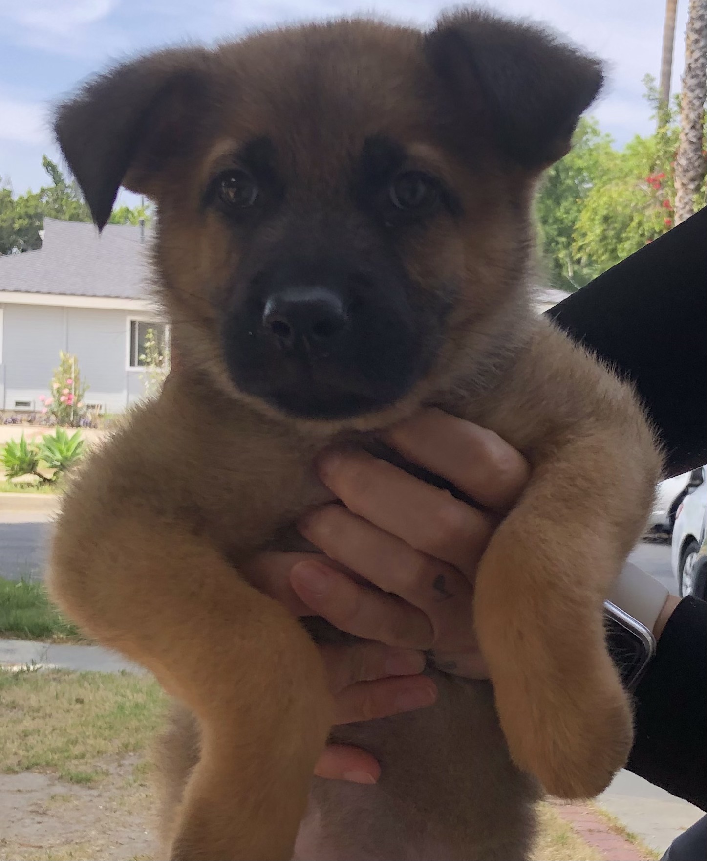 Koda, a Adopted mixed breed in Lancaster, CA image 1/2