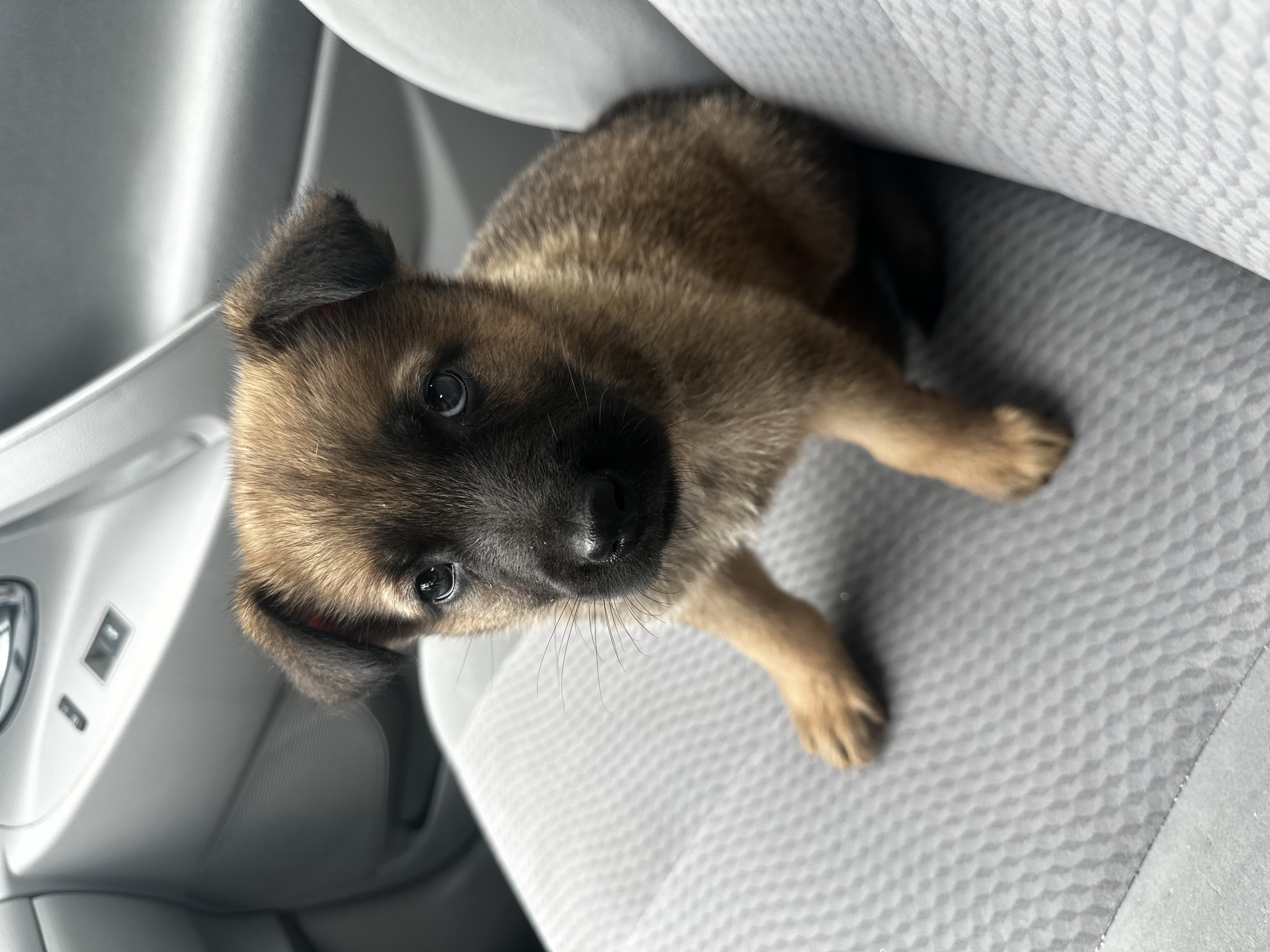 Koda, a Adopted mixed breed in Lancaster, CA image 2/2