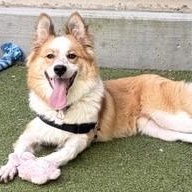 Angus, a ADOPTABLE Border Collie in Santa Cruz, CA image 5/6