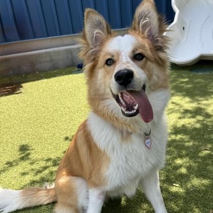 Angus, a ADOPTABLE Border Collie in Santa Cruz, CA image 4/6